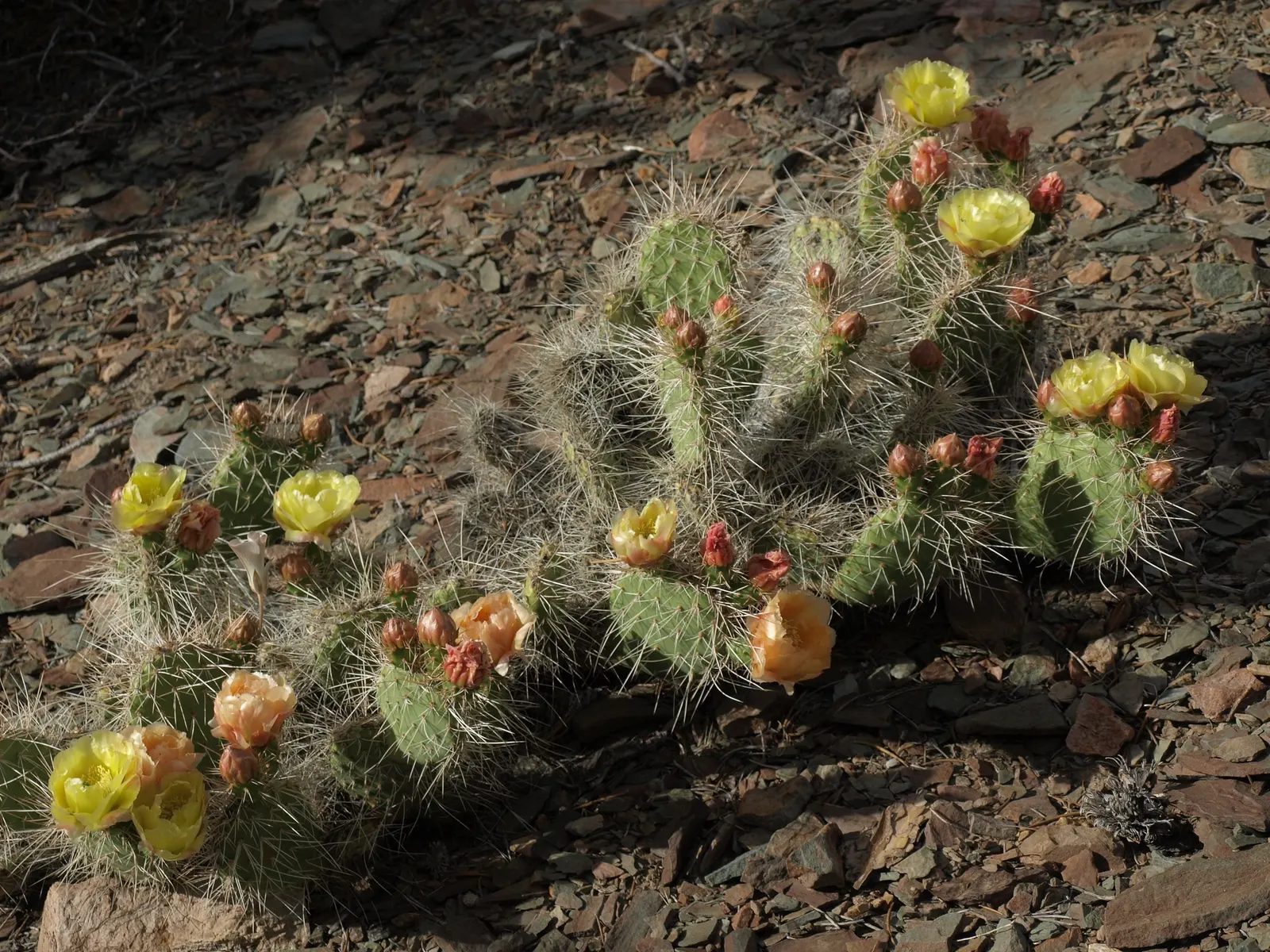 Old Man Prickly Pear (Opuntia Erinacea) — this plant typically reaches 2-3 feet in height; planting it in areas away from high foot traffic is, image 47
