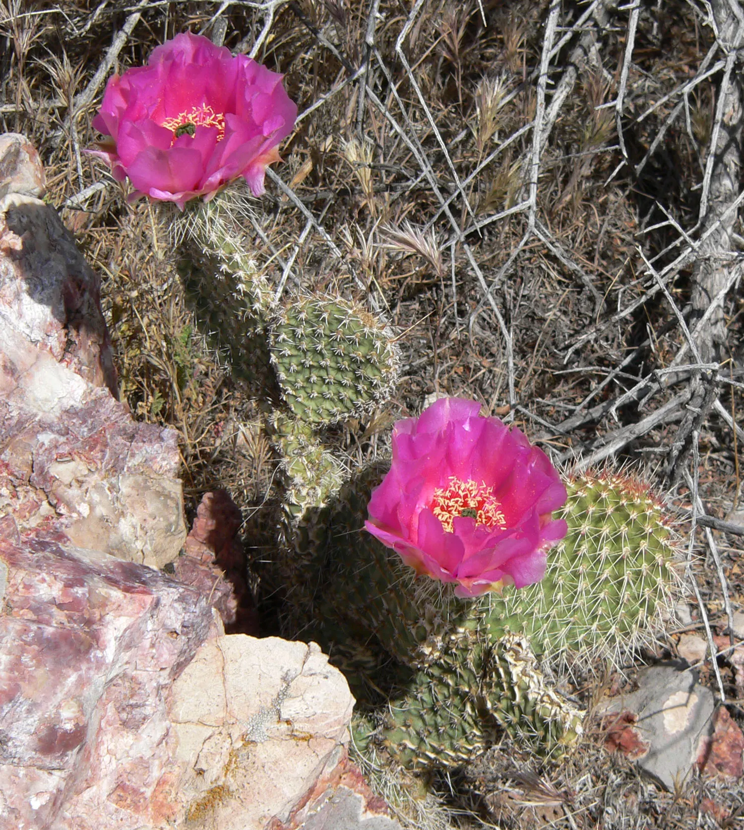 Old Man Prickly Pear (Opuntia Erinacea) — hair-like spines covering its paddle-like pads; during the late spring to early summer, image 75
