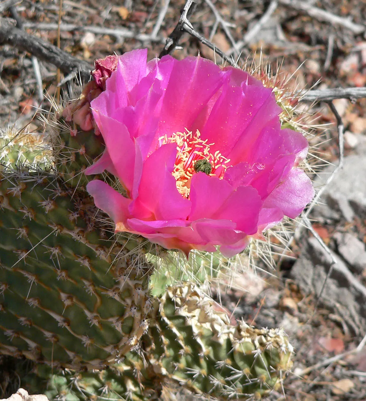 Old Man Prickly Pear (Opuntia Erinacea) — the Old Man Prickly Pear exhibits yellow to rose-colored flowers