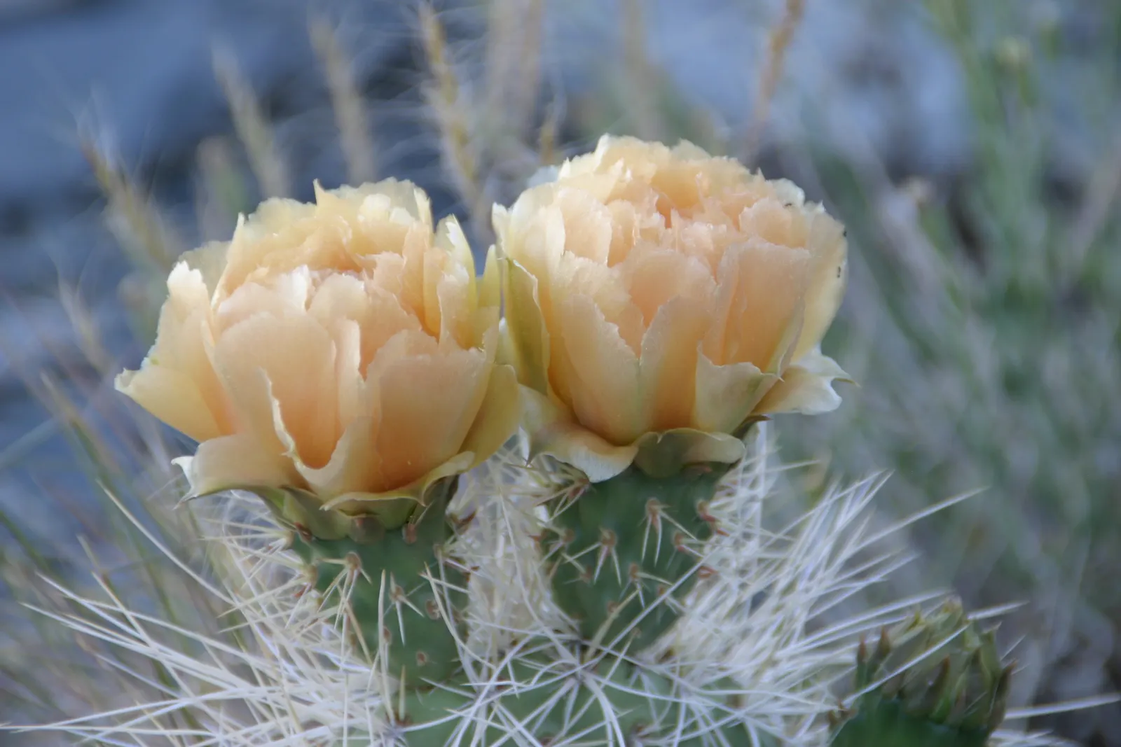 Old Man Prickly Pear (Opuntia Erinacea) — Known for its distinctive spiny exterior and tough demeanor; characterized by its dense cover of white or, image 73