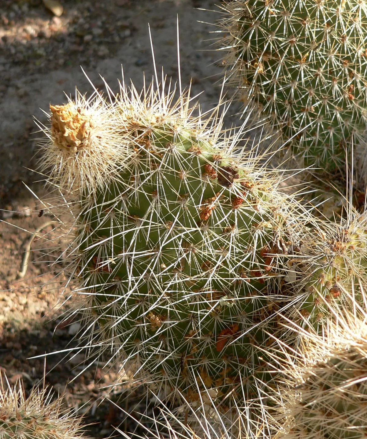 Old Man Prickly Pear (Opuntia Erinacea) — Planting it in areas away from high foot traffic is advisable; it is important to consider its mature size