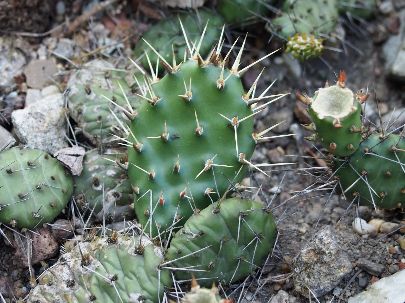 Old Man Prickly Pear (Opuntia Erinacea) — cactus with pink and yellow blooms