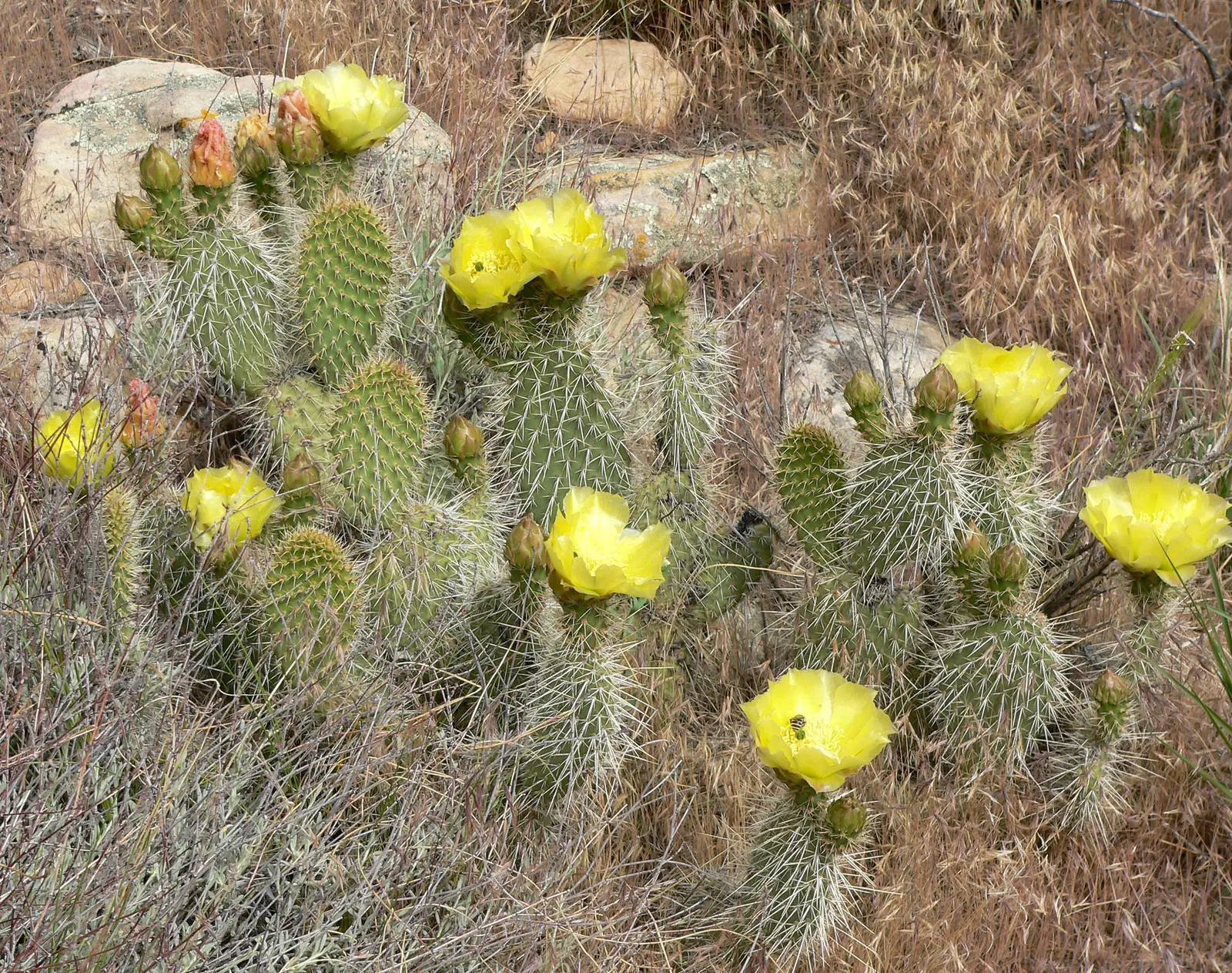Old Man Prickly Pear (Opuntia Erinacea) — the cactus earns its name from the grayish-white; hair-like spines covering its paddle-like pads, image 52