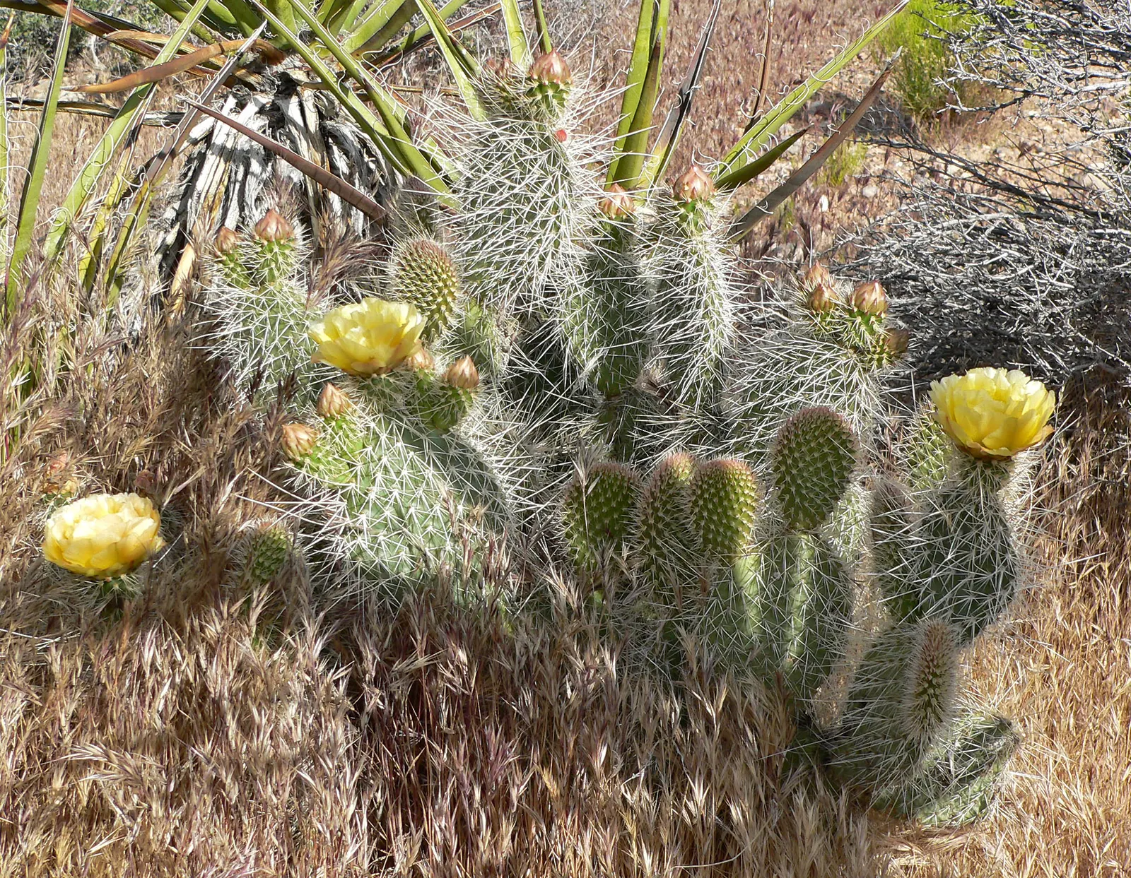 Old Man Prickly Pear (Opuntia Erinacea) — is a visually captivating species of cactus that excels in arid; the Old Man Prickly Pear exhibits yellow to