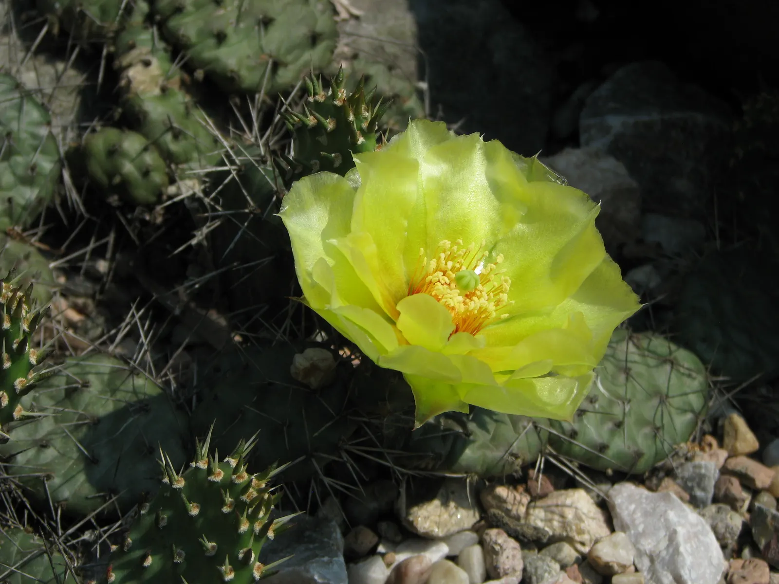 Old Man Prickly Pear (Opuntia Erinacea) — Characterized by its dense cover of white or yellow spines that resemble an old man's beard; ideal for, image 46