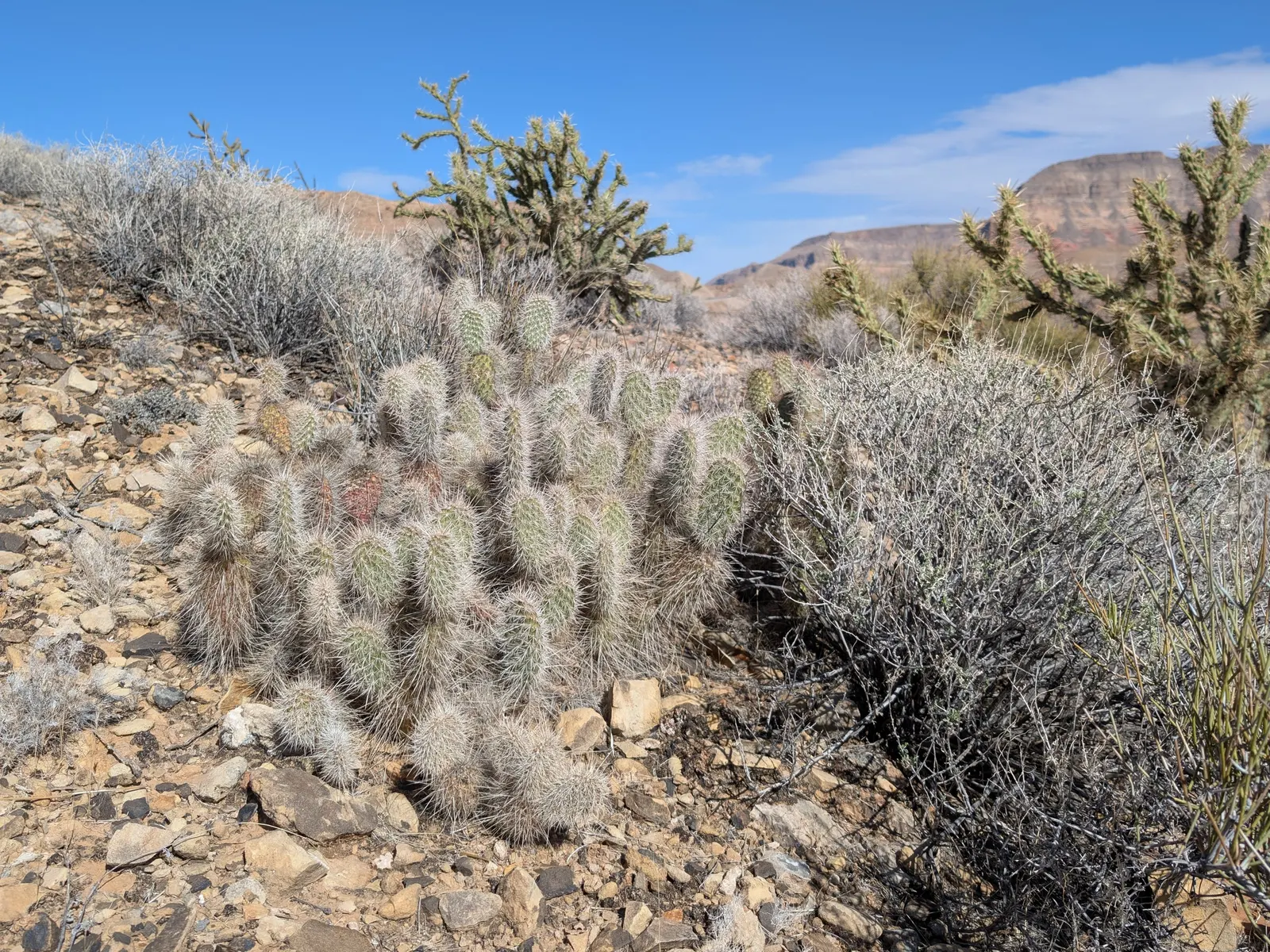 Old Man Prickly Pear (Opuntia Erinacea) — it is important to consider its mature size; cactus for full or half