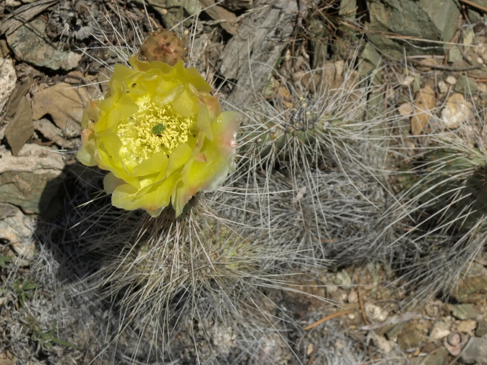 Old Man Prickly Pear (Opuntia Erinacea) — or providing a barrier to prevent accidental contact; pink and yellow flowers in the garden