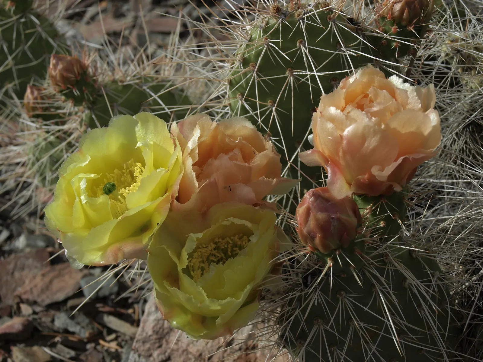 Old Man Prickly Pear (Opuntia Erinacea) — hair-like spines covering its paddle-like pads; during the late spring to early summer, image 53