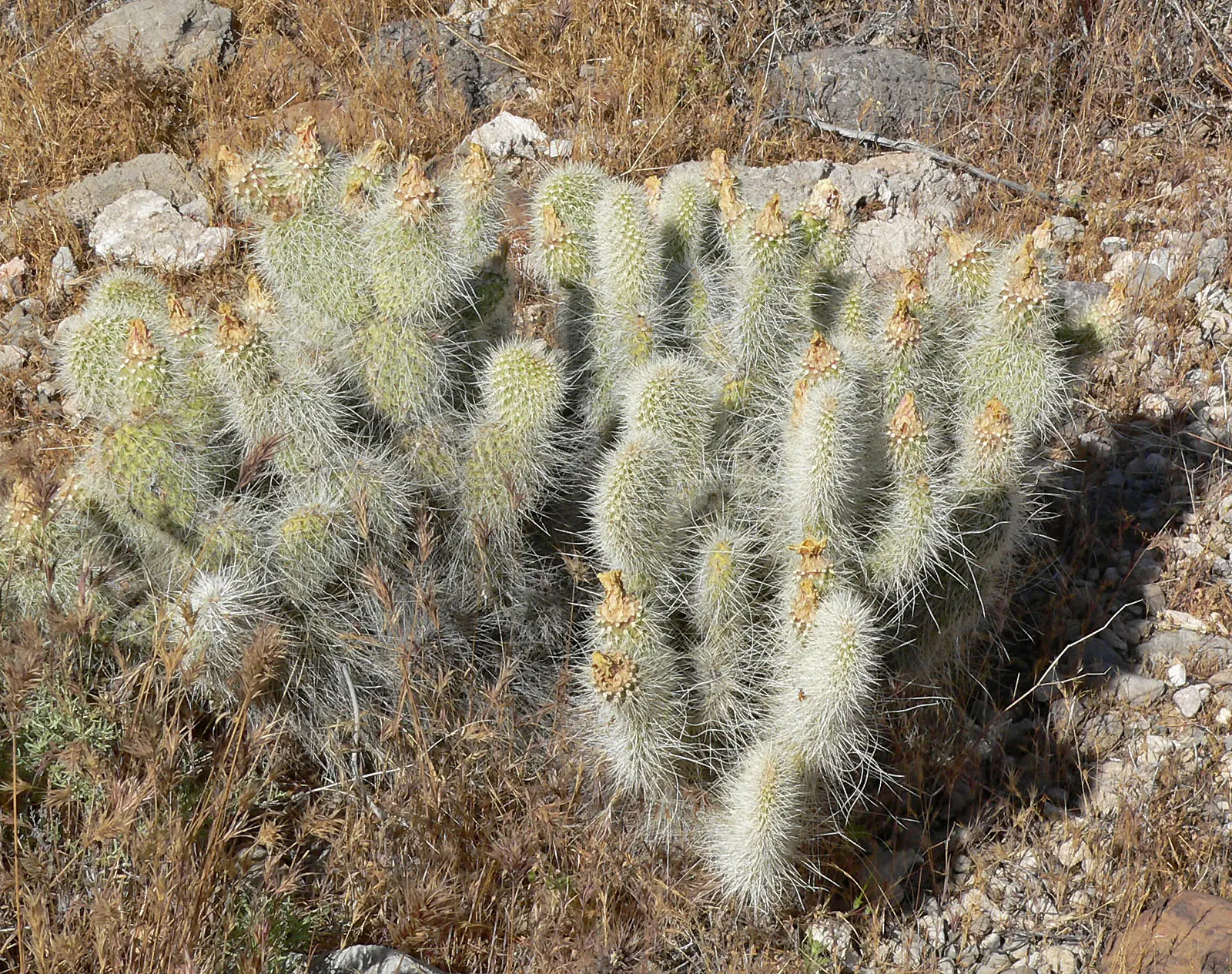 Old Man Prickly Pear (Opuntia Erinacea) — evoking the image of an elderly gentleman's beard