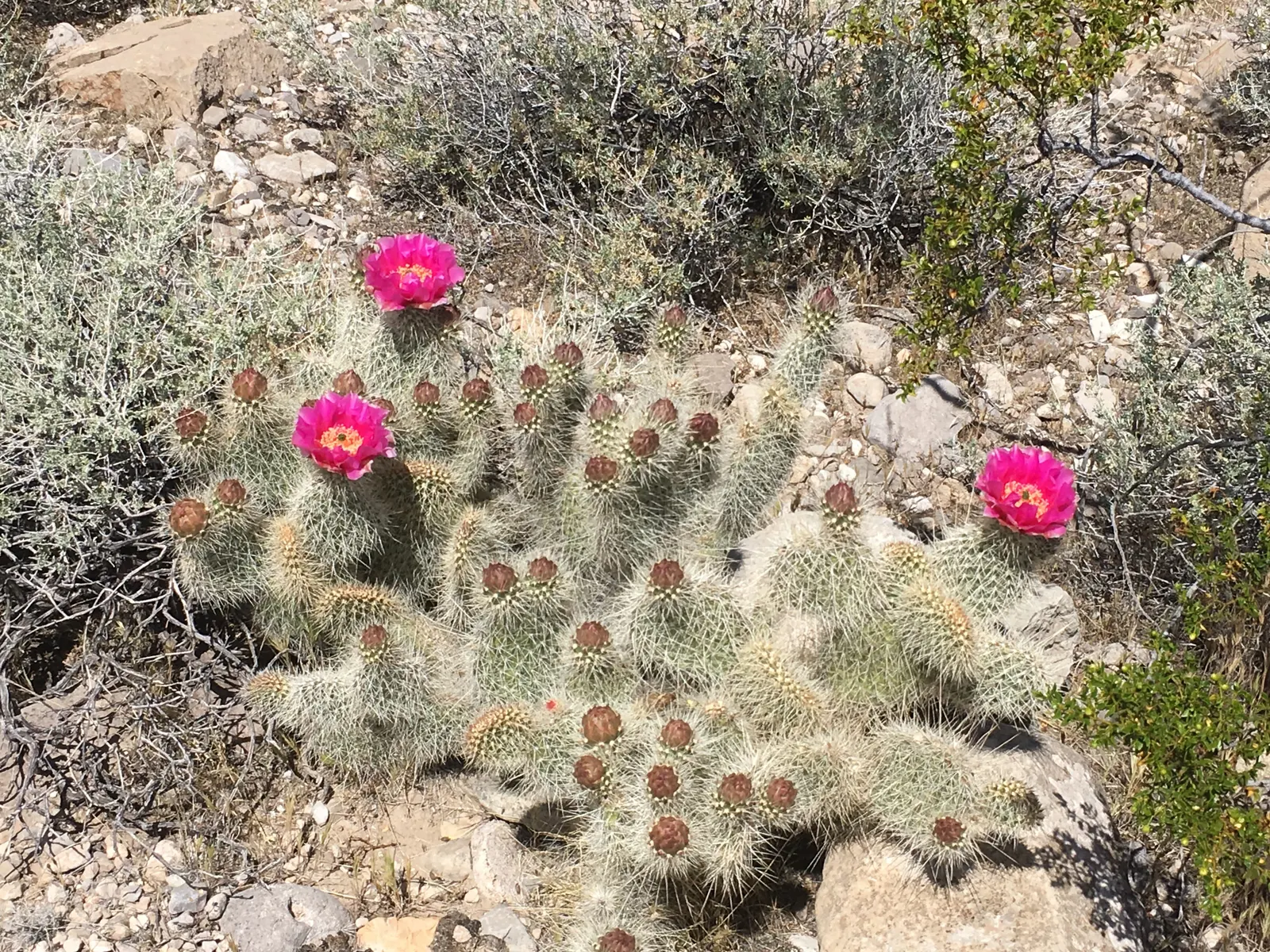 Old Man Prickly Pear (Opuntia Erinacea) — the Old Man Prickly Pear exhibits yellow to rose-colored flowers; is a visually captivating species of cactus that