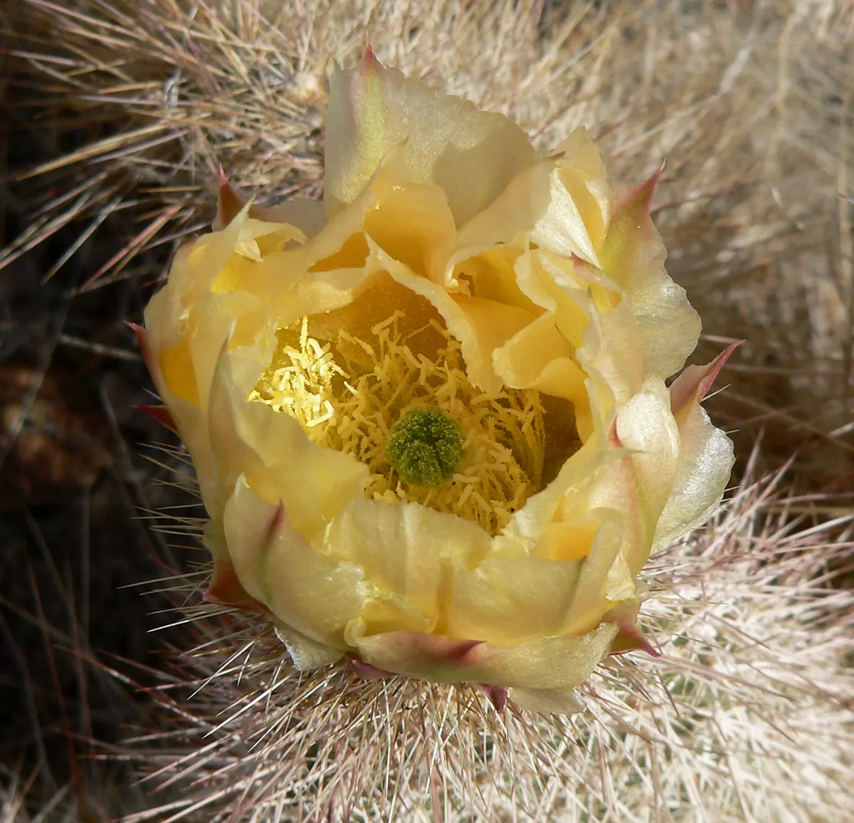 Old Man Prickly Pear (Opuntia Erinacea) — the Old Man Prickly Pear is remarkably drought-tolerant once established