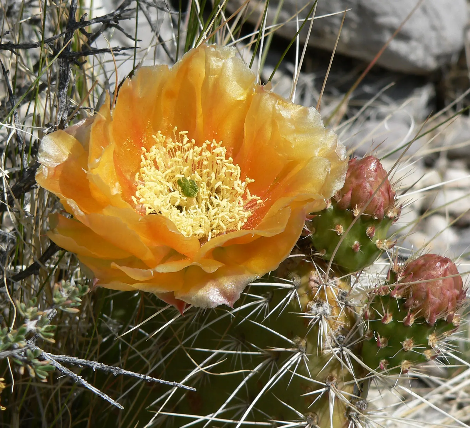 Old Man Prickly Pear (Opuntia Erinacea) — It blooms bright yellow flowers in late spring, adding a vibrant touch to arid landscapes