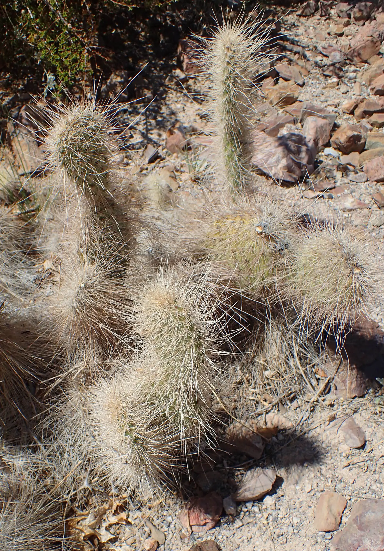 Old Man Prickly Pear (Opuntia Erinacea) — the Old Man Prickly Pear is remarkably drought-tolerant once established; pads are succulent and typically range from