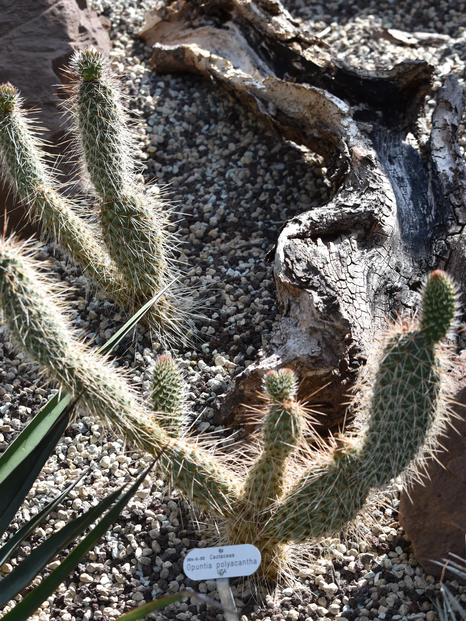 Old Man Prickly Pear (Opuntia Erinacea) — It blooms bright yellow flowers in late spring, adding a vibrant touch to arid landscapes; evoking the, image 49