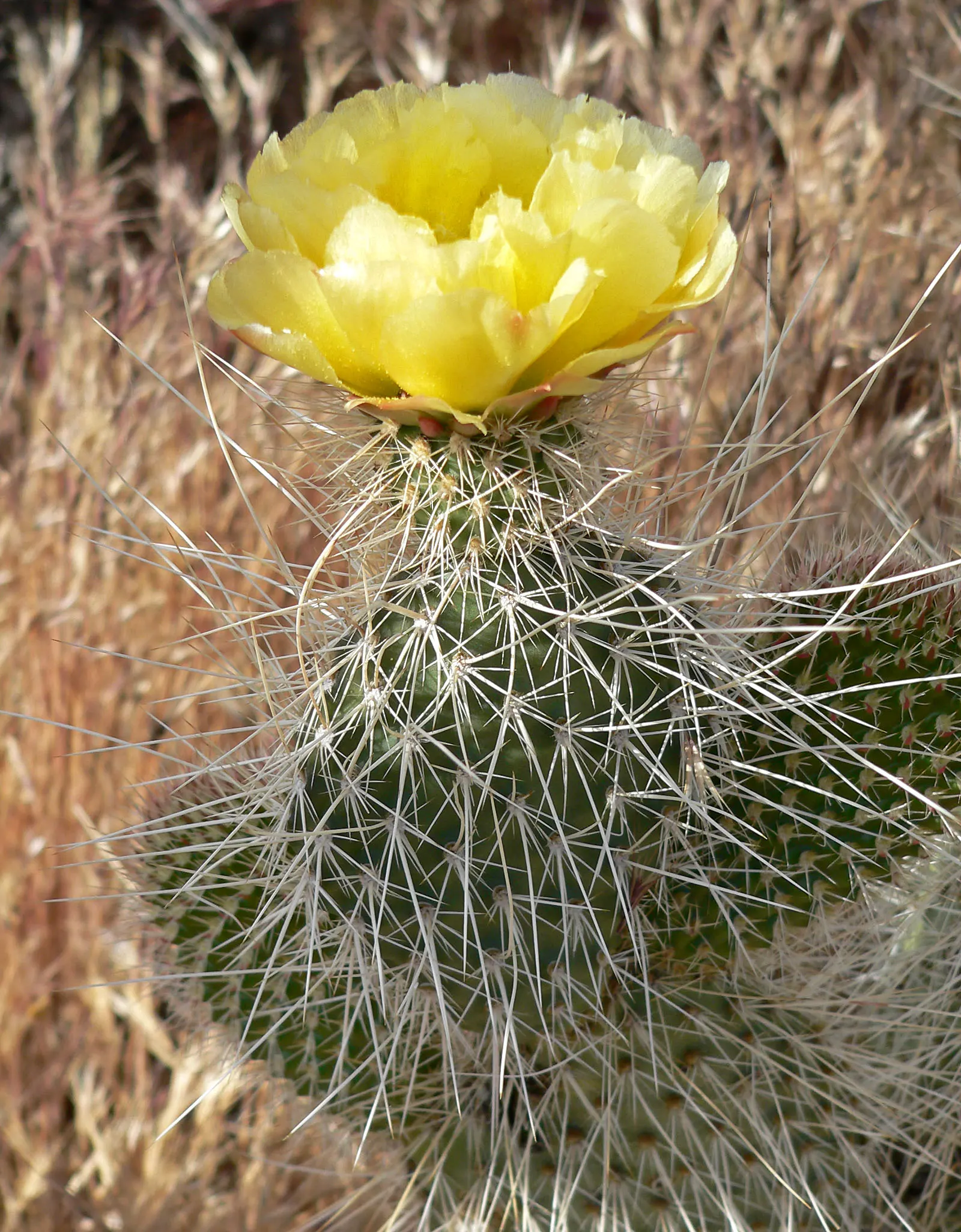 Old Man Prickly Pear (Opuntia Erinacea) — Drought-resistant, it requires minimal maintenance and thrives in full sun with well-drained soil; this plant