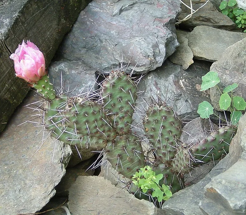Old Man Prickly Pear (Opuntia Erinacea) — Pads are succulent and typically range from 6 to 12 inches long; the cactus typically grows up to 2 to 3, image 59