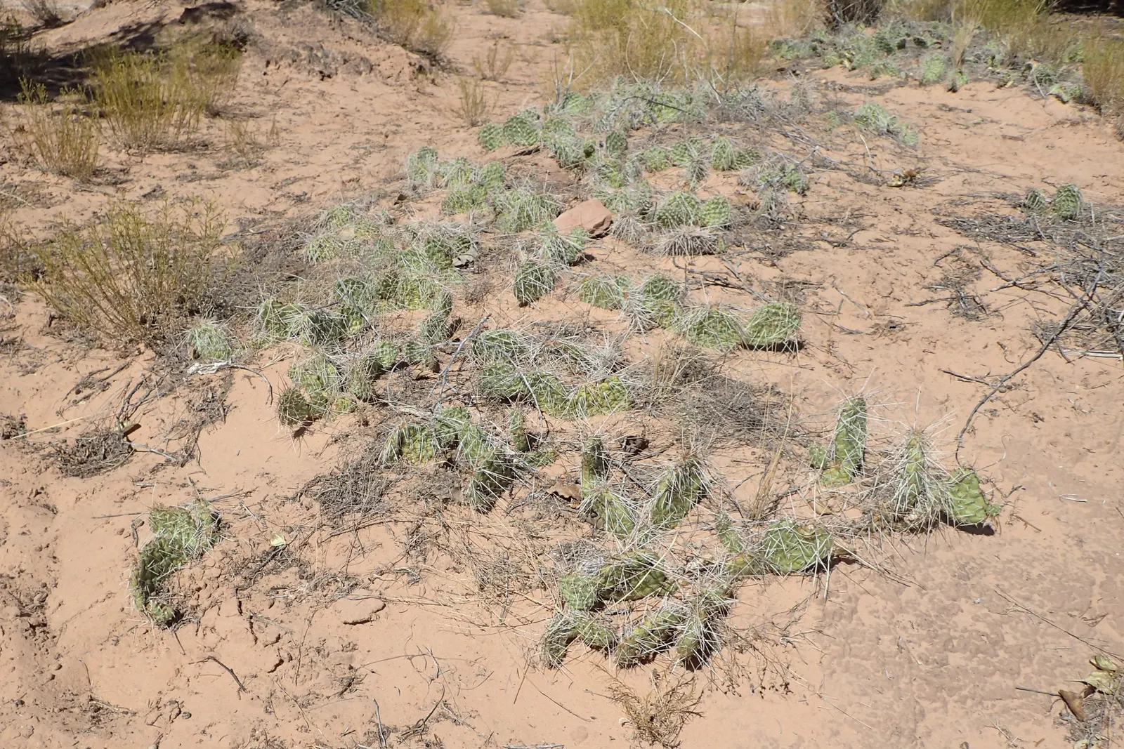 Old Man Prickly Pear (Opuntia Erinacea) — this plant typically reaches 2-3 feet in height