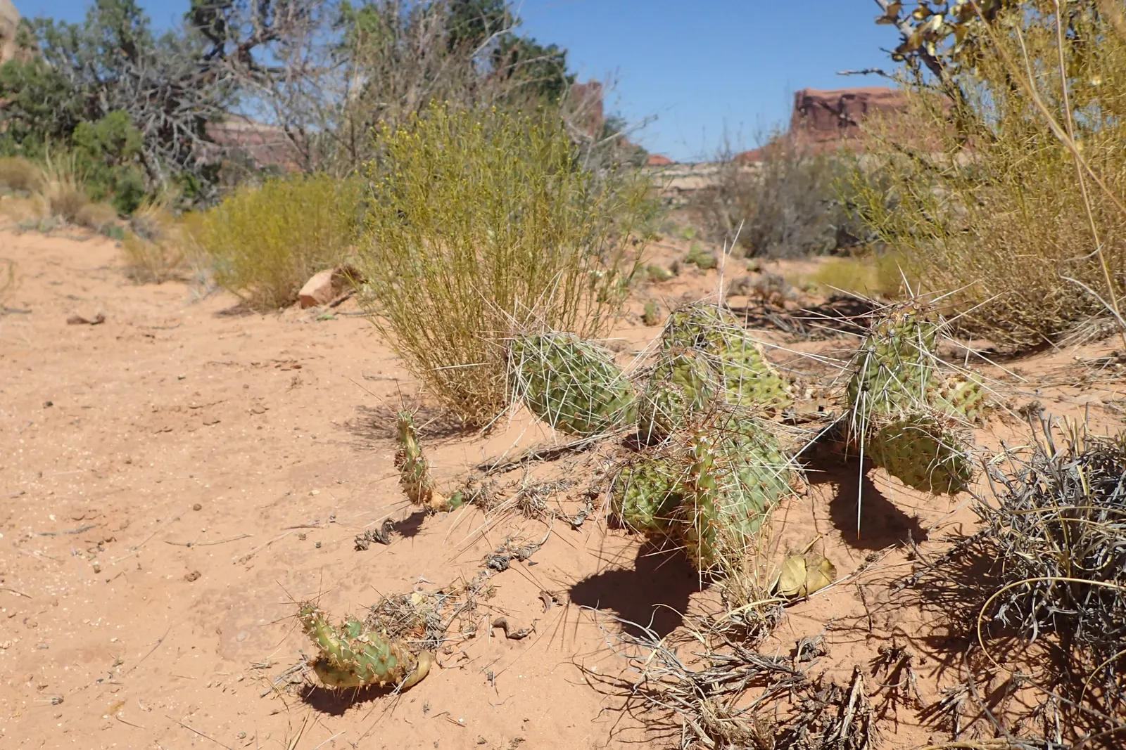 Old Man Prickly Pear (Opuntia Erinacea) — cactus for full or half