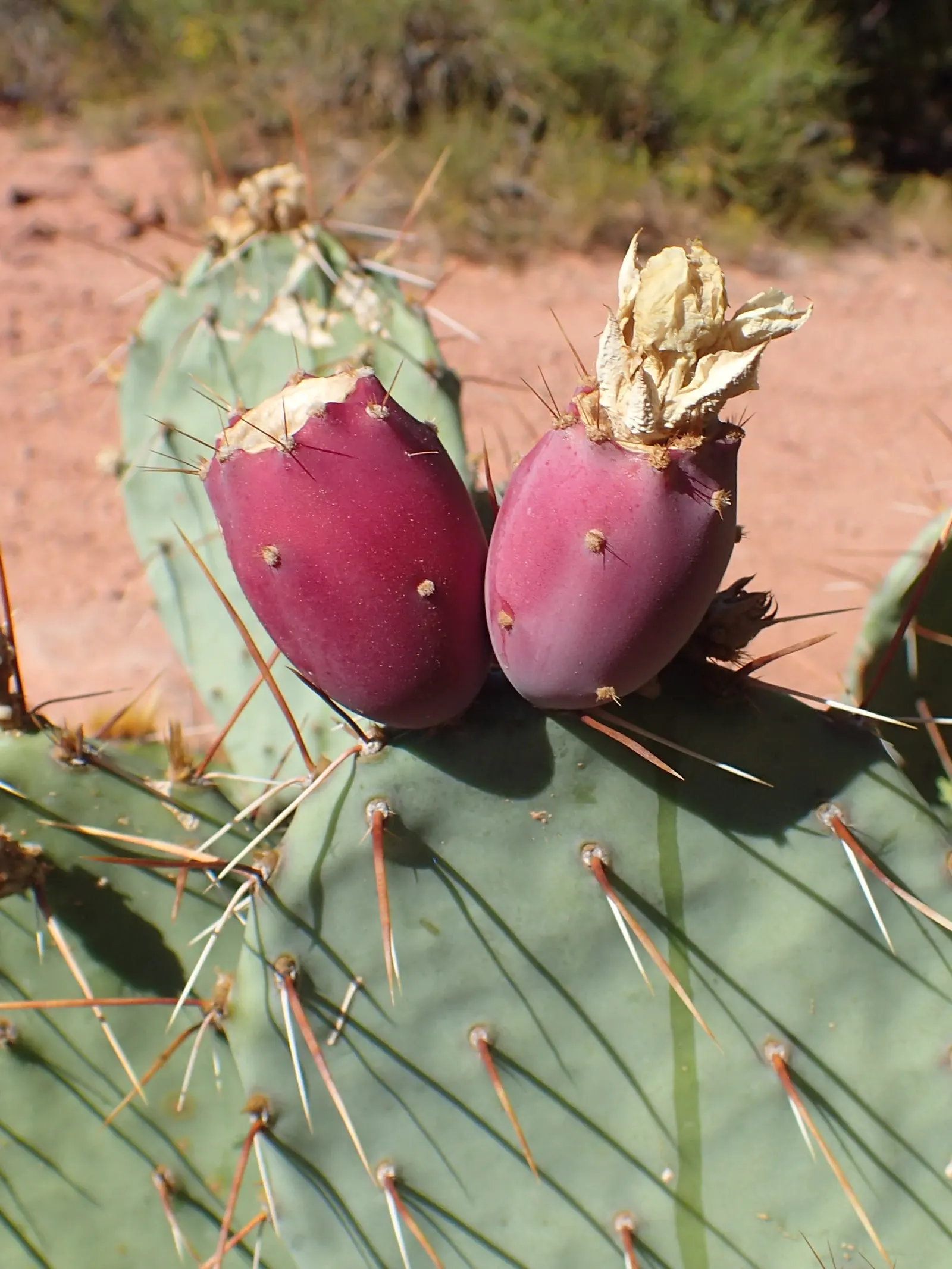 Old Man Prickly Pear (Opuntia Erinacea) — Known for its distinctive spiny exterior and tough demeanor; characterized by its dense cover of white or yellow