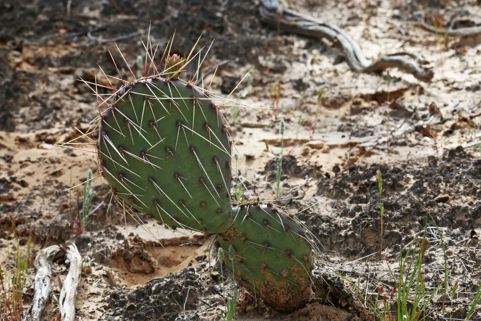 Old Man Prickly Pear (Opuntia Erinacea) — pink and yellow flowers in the garden