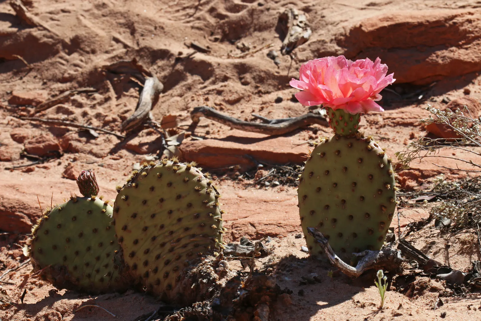 Old Man Prickly Pear (Opuntia Erinacea) — Known for its distinctive spiny exterior and tough demeanor; characterized by its dense cover of white or, image 51
