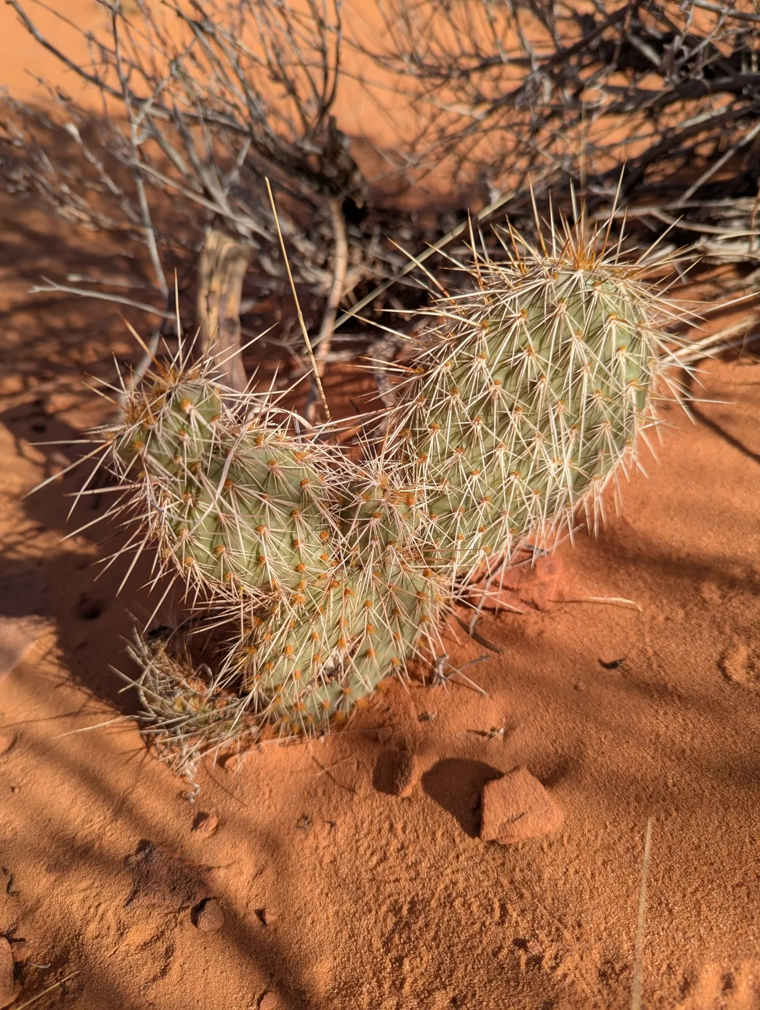 Old Man Prickly Pear (Opuntia Erinacea) — the Old Man Prickly Pear exhibits yellow to rose-colored flowers; is a visually captivating species of, image 61