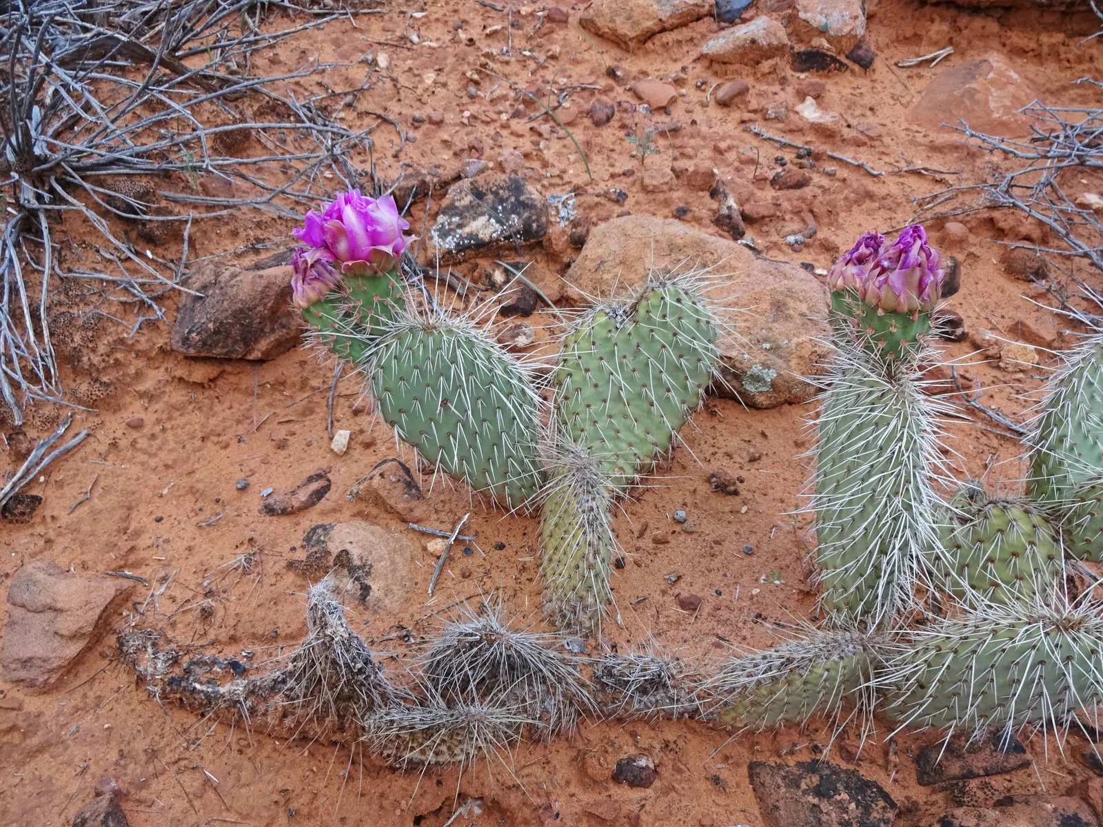 Old Man Prickly Pear (Opuntia Erinacea) — the cactus earns its name from the grayish-white