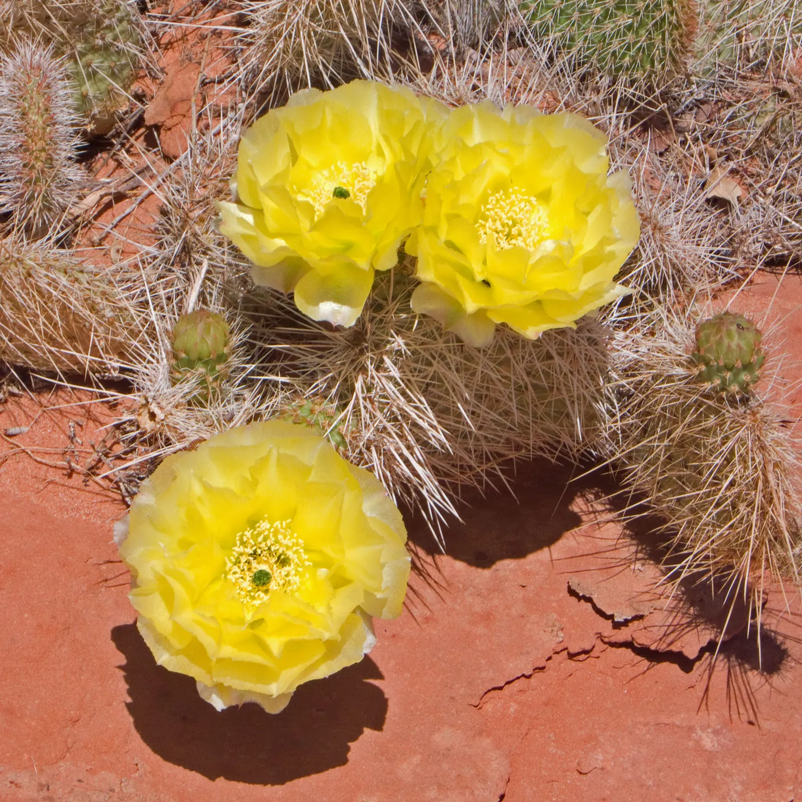 Old Man Prickly Pear (Opuntia Erinacea) — pink and yellow flowers in the garden; it blooms bright yellow flowers in late spring, adding a vibrant, image 64