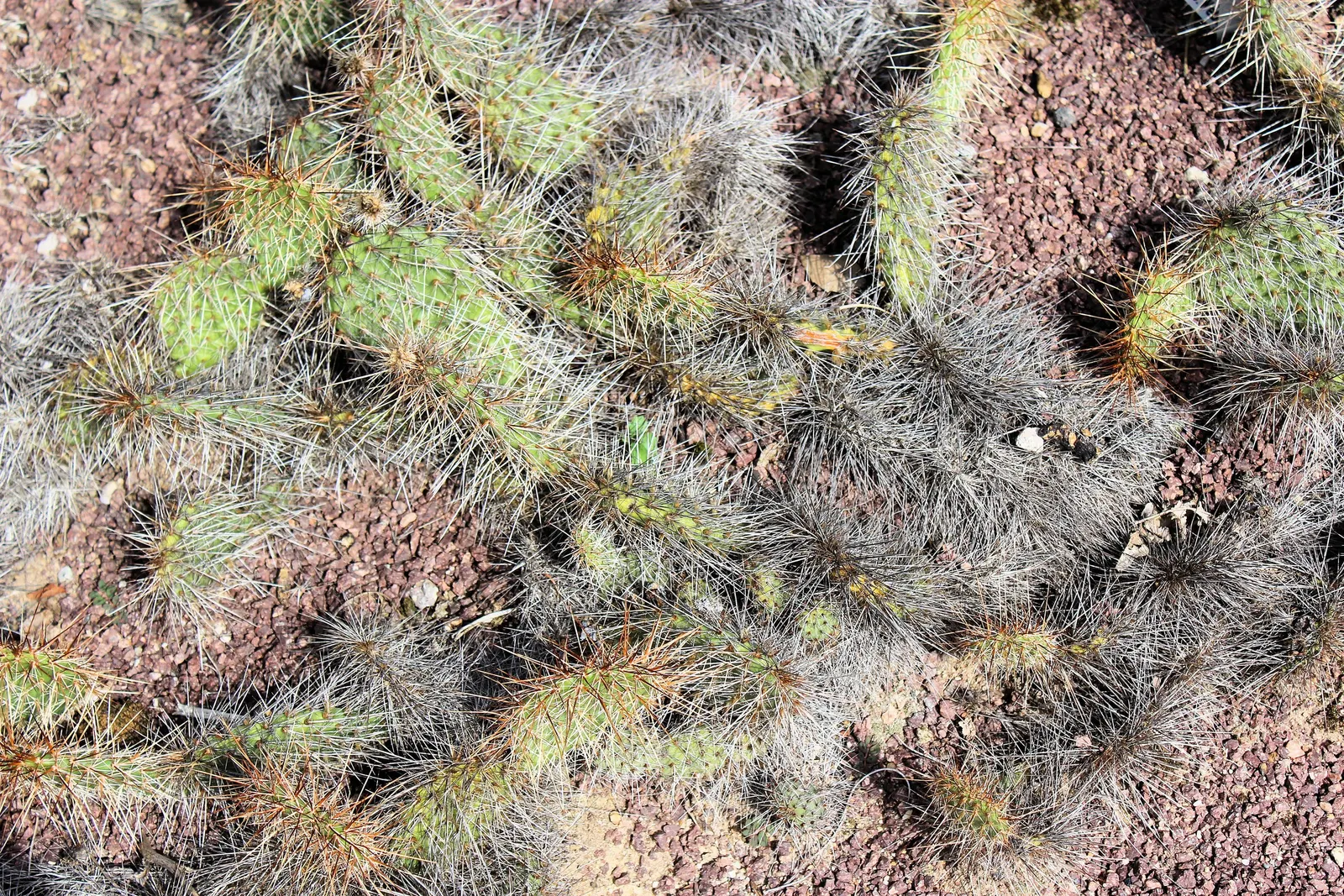 Old Man Prickly Pear (Opuntia Erinacea) — Known for its distinctive spiny exterior and tough demeanor