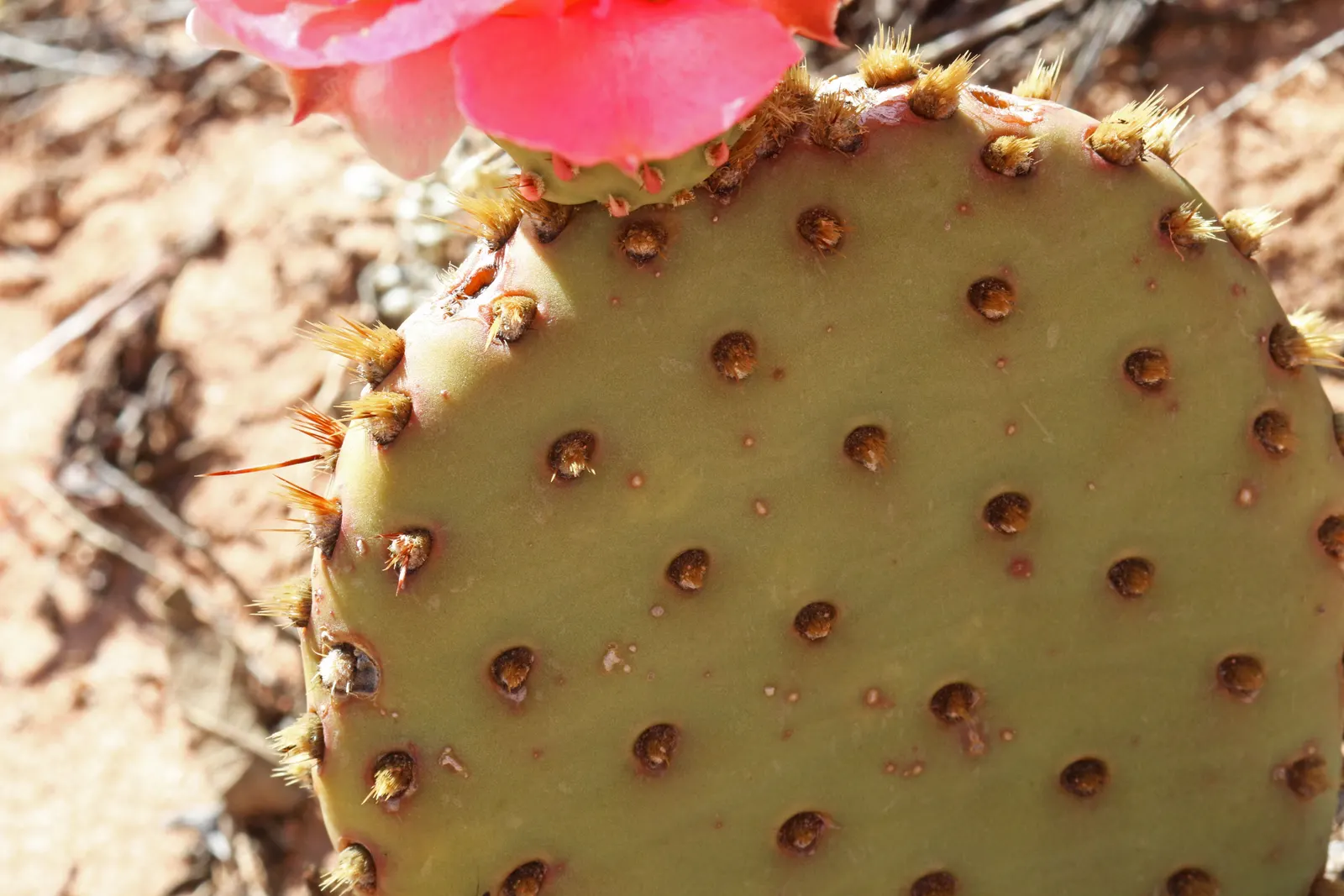 Old Man Prickly Pear (Opuntia Erinacea) — Pads are succulent and typically range from 6 to 12 inches long; the cactus typically grows up to 2 to 3 feet in