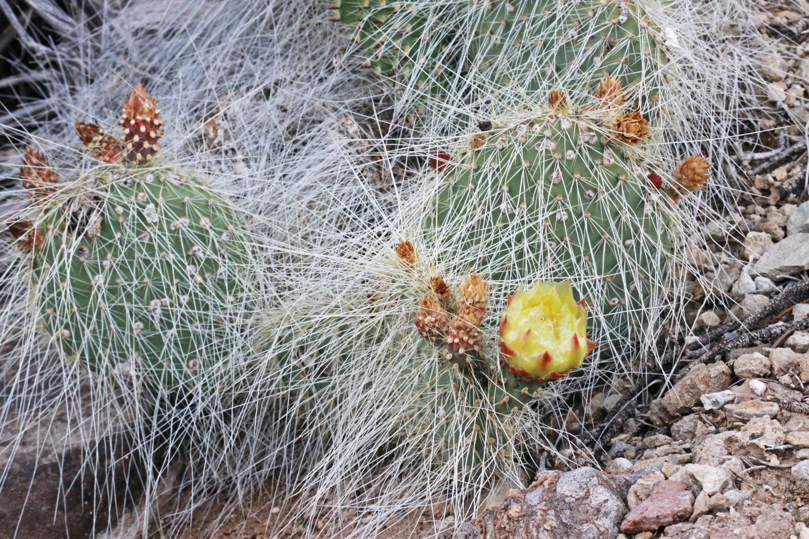 Old Man Prickly Pear (Opuntia Erinacea) — Ideal for USDA hardiness zones 8 through 11