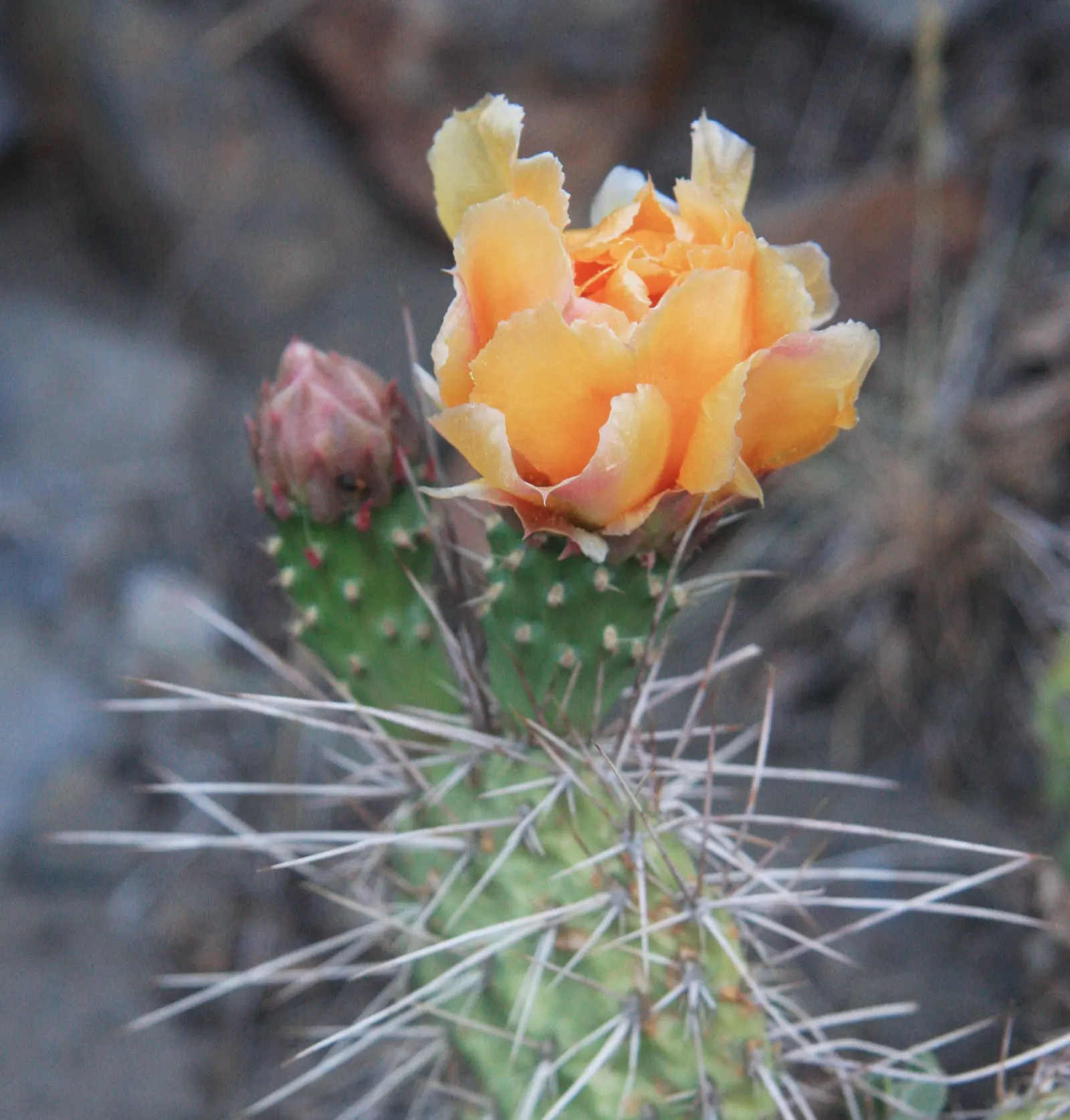 Old Man Prickly Pear (Opuntia Erinacea) — evoking the image of an elderly gentleman's beard; the Old Man Prickly Pear, or Opuntia erinacea, is a, image 54