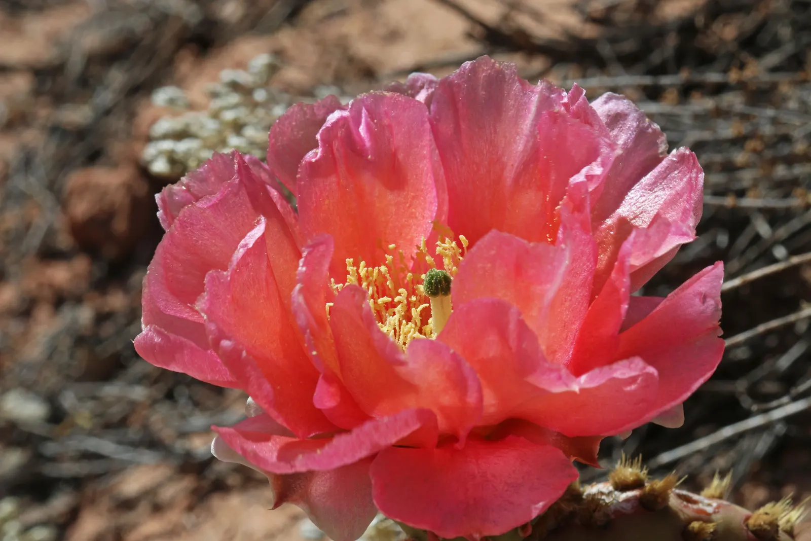 Old Man Prickly Pear (Opuntia Erinacea) — The Old Man Prickly Pear, or Opuntia erinacea, is a striking cactus native to the Southwest