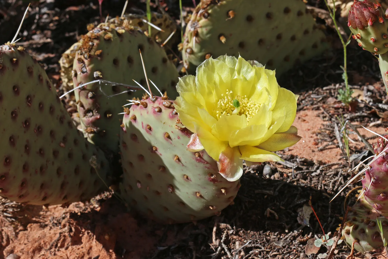 Old Man Prickly Pear (Opuntia Erinacea) — hair-like spines covering its paddle-like pads; during the late spring to early summer