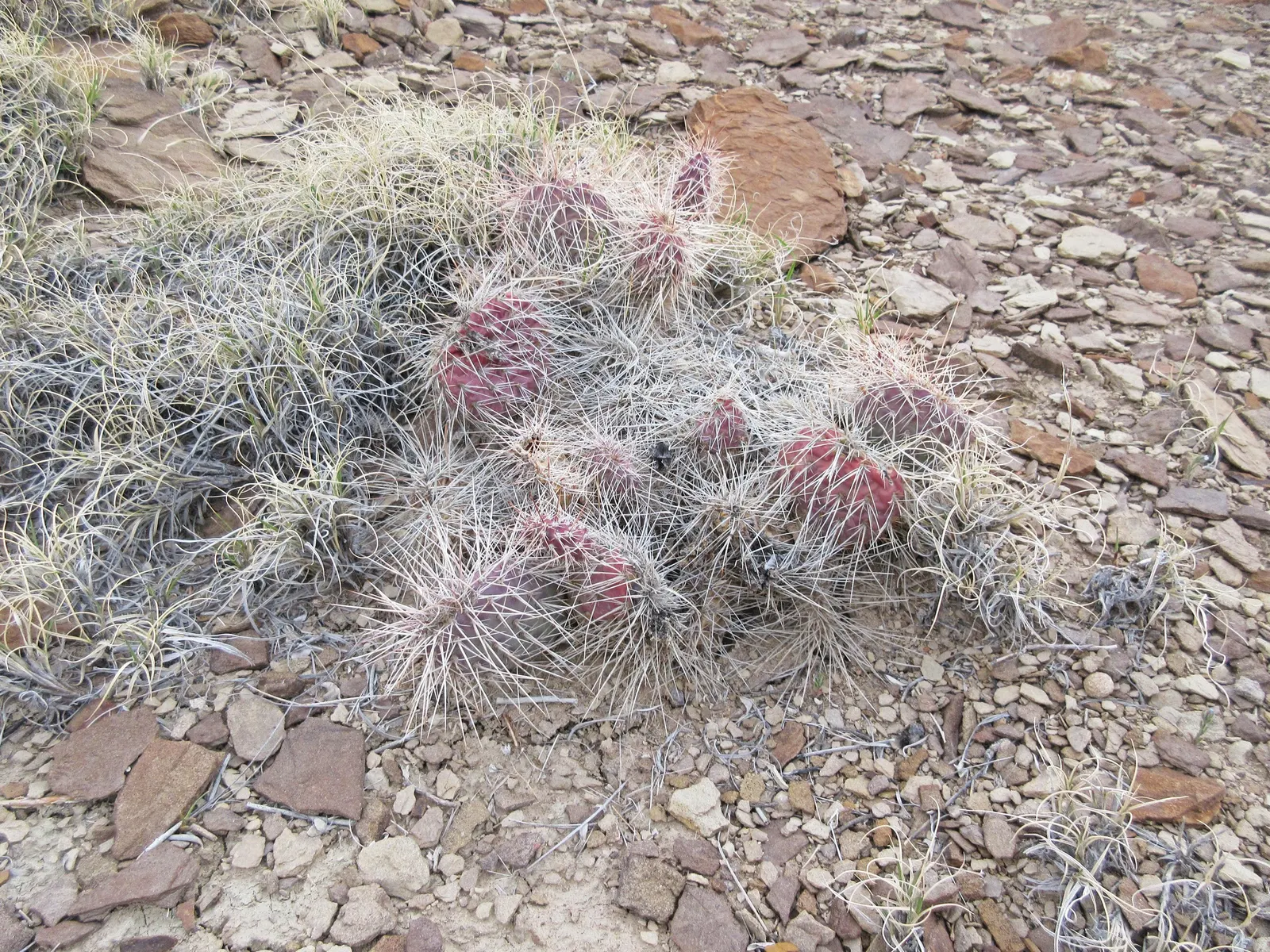 Old Man Prickly Pear (Opuntia Erinacea) — or providing a barrier to prevent accidental contact