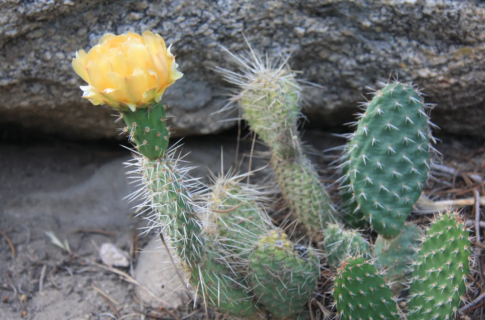 Old Man Prickly Pear (Opuntia Erinacea) — During the late spring to early summer; cactus with pink and yellow blooms, image 60