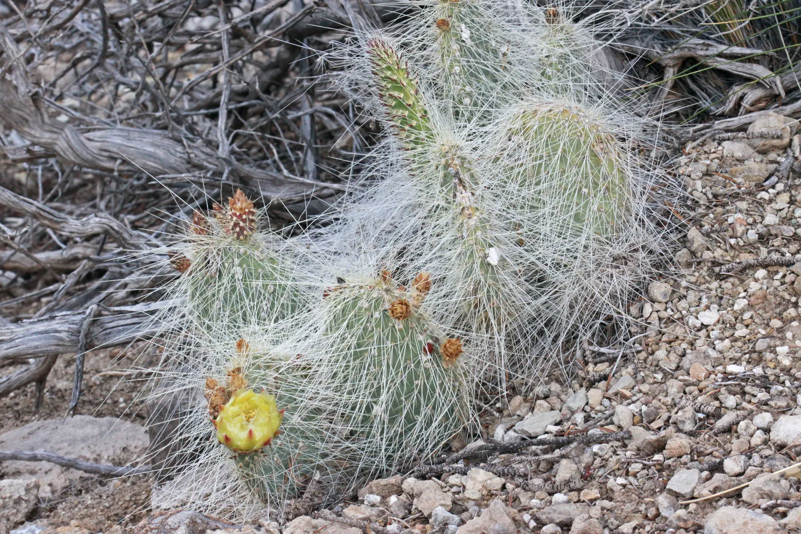 Old Man Prickly Pear (Opuntia Erinacea) — During the late spring to early summer