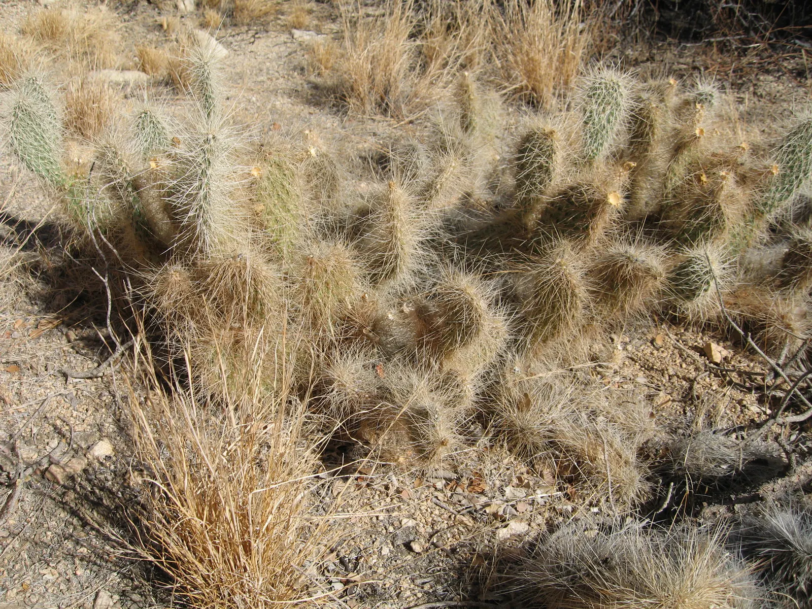 Old Man Prickly Pear (Opuntia Erinacea) — Drought-resistant, it requires minimal maintenance and thrives in full sun with well-drained soil; this, image 70