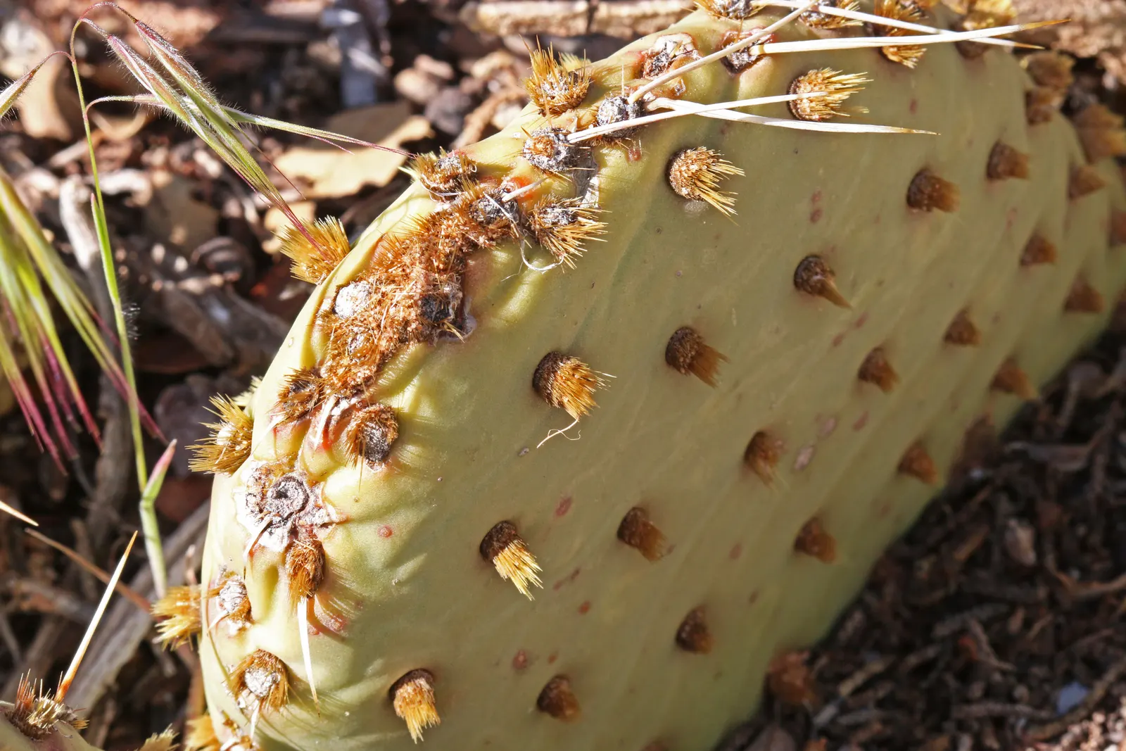 Old Man Prickly Pear (Opuntia Erinacea) — pink and yellow flowers in the garden; it blooms bright yellow flowers in late spring, adding a vibrant touch to arid