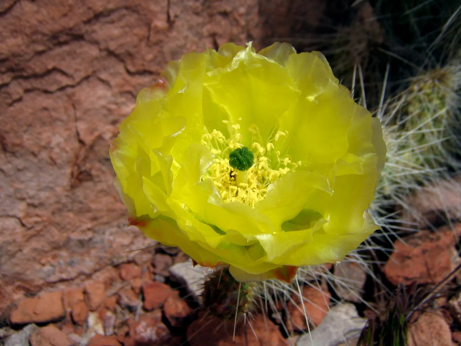 Old Man Prickly Pear (Opuntia Erinacea) — It blooms bright yellow flowers in late spring, adding a vibrant touch to arid landscapes; evoking the image of an