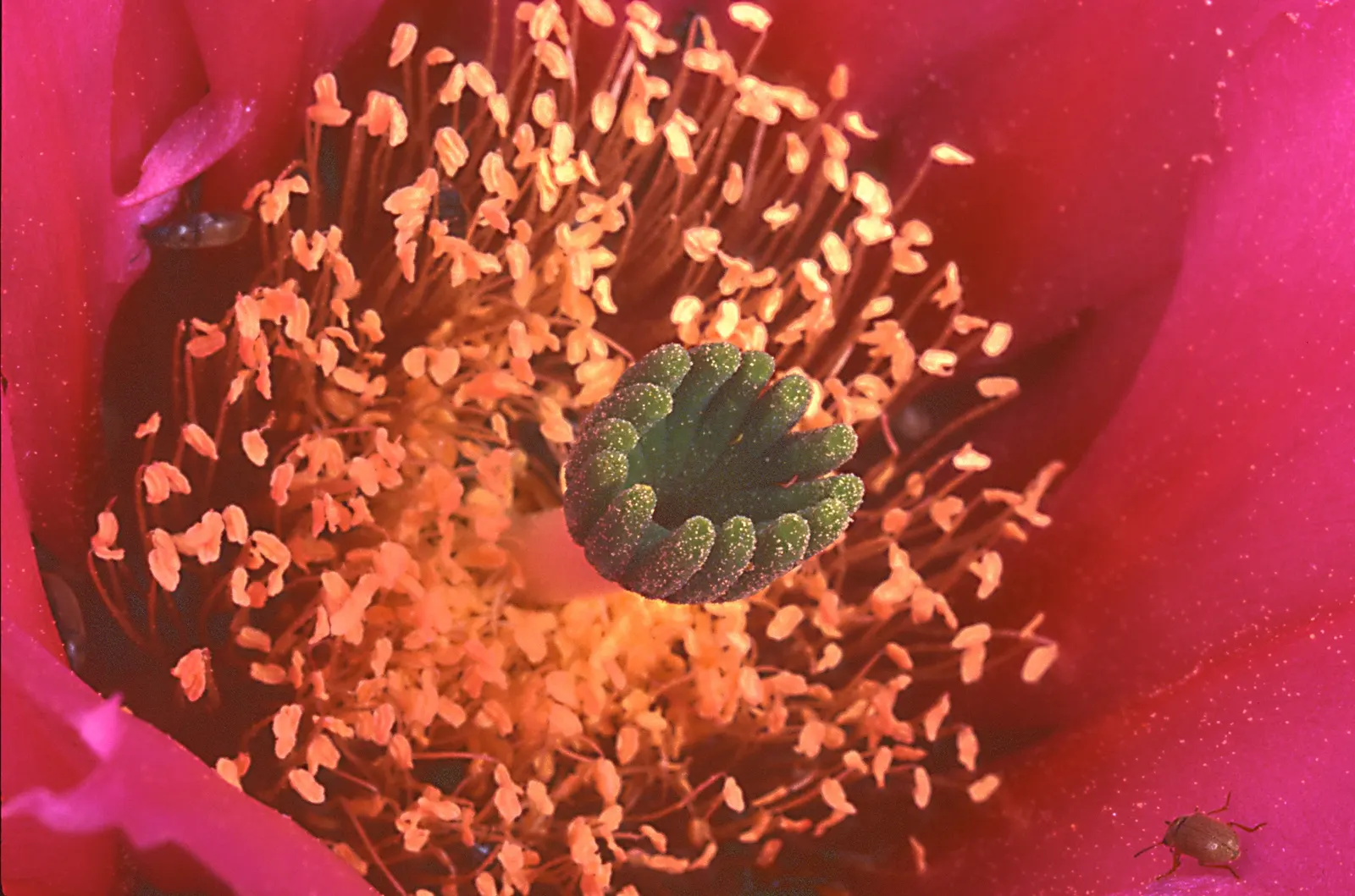 Old Man Prickly Pear (Opuntia Erinacea) — the cactus earns its name from the grayish-white; hair-like spines covering its paddle-like pads, image 74