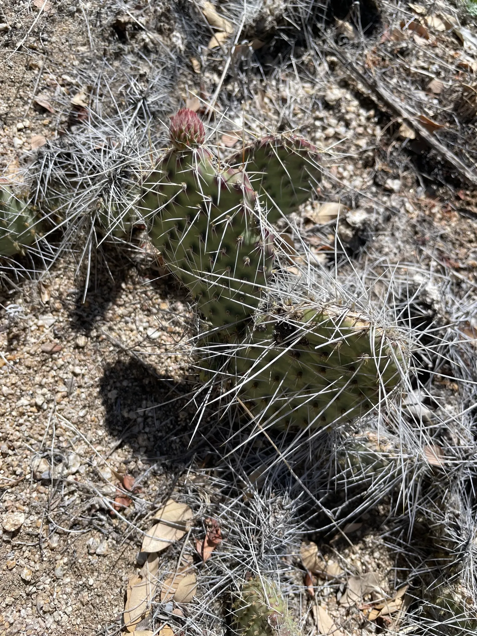 Old Man Prickly Pear (Opuntia Erinacea) — this plant typically reaches 2-3 feet in height; planting it in areas away from high foot traffic is, image 69