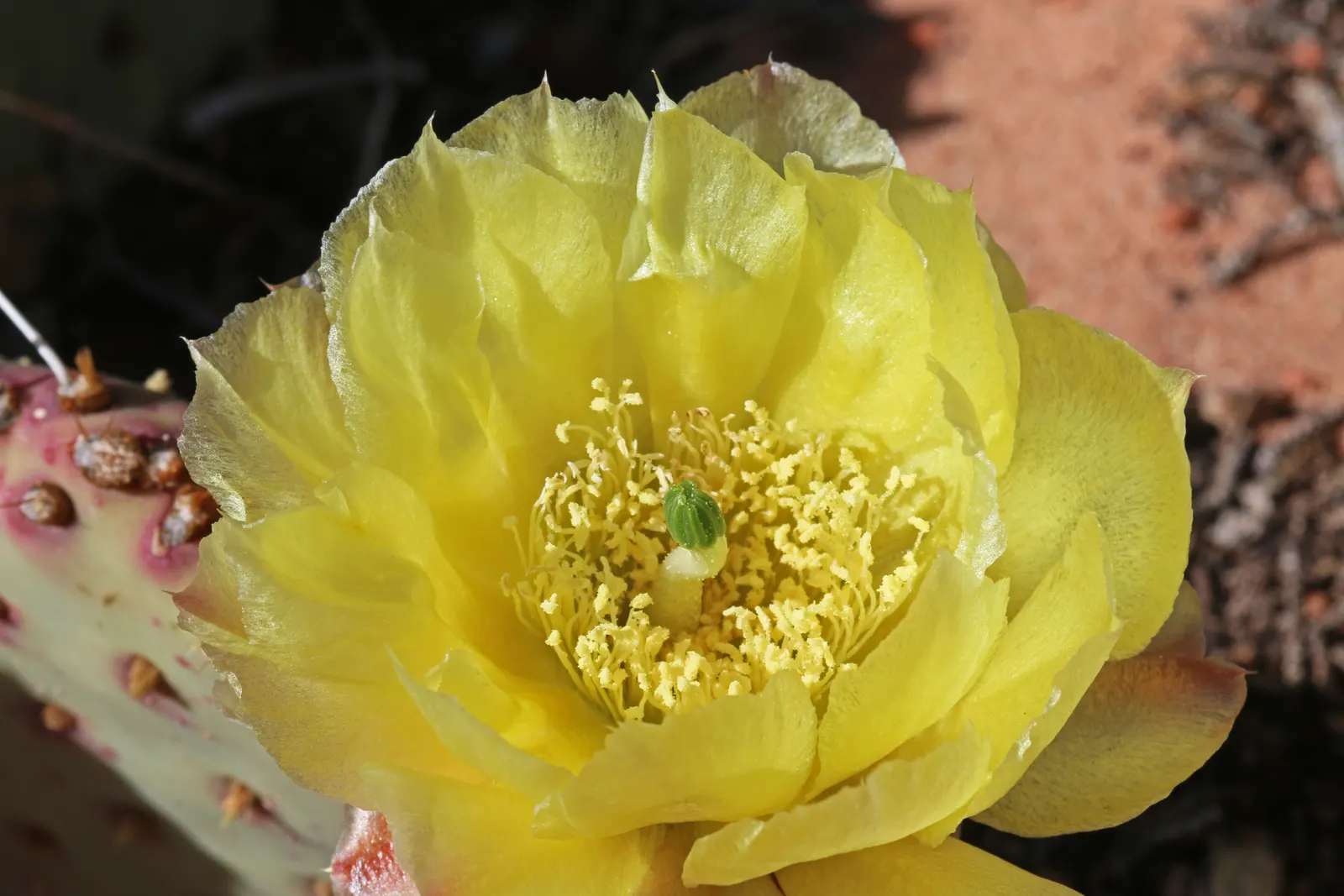 Old Man Prickly Pear (Opuntia Erinacea) — Drought-resistant, it requires minimal maintenance and thrives in full sun with well-drained soil; this, image 48