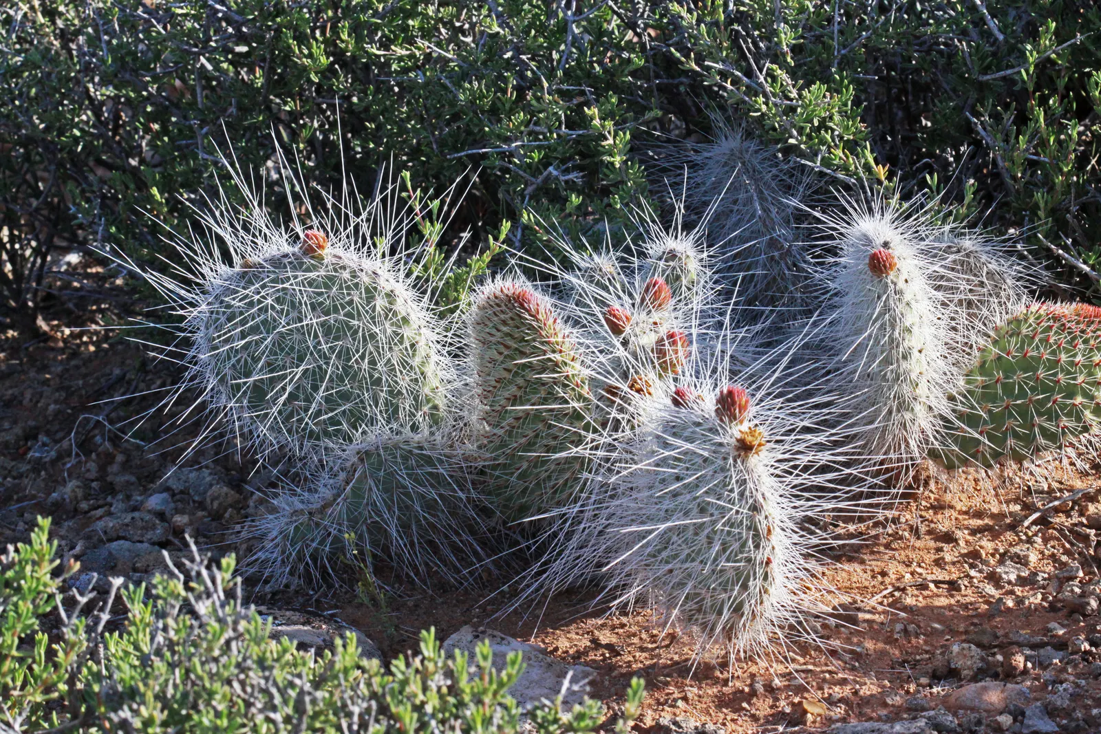 Old Man Prickly Pear (Opuntia Erinacea) — Characterized by its dense cover of white or yellow spines that resemble an old man's beard; ideal for USDA hardiness