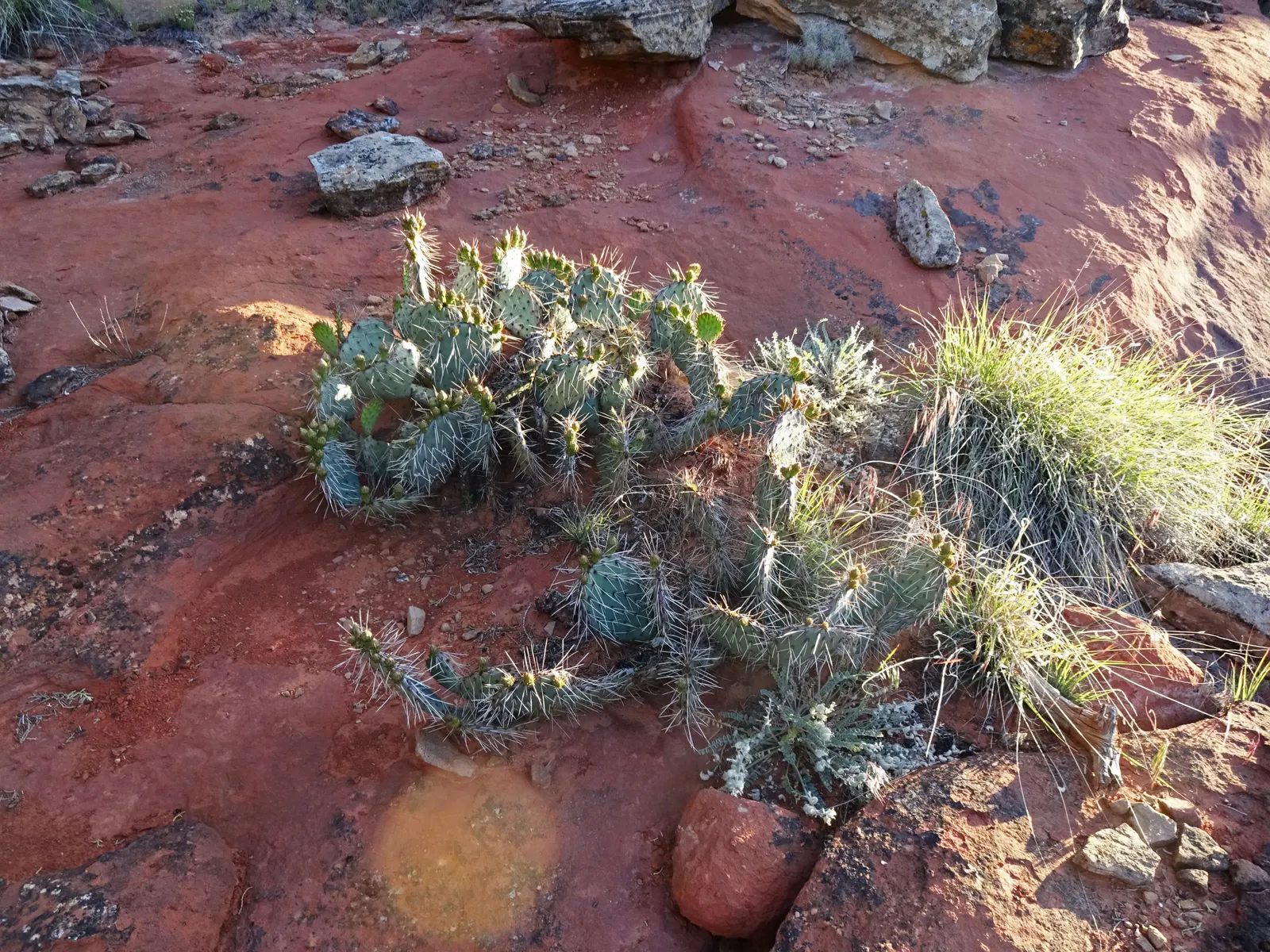 Old Man Prickly Pear (Opuntia Erinacea) — The Old Man Prickly Pear, or Opuntia erinacea, is a striking cactus native to the Southwest, image 67