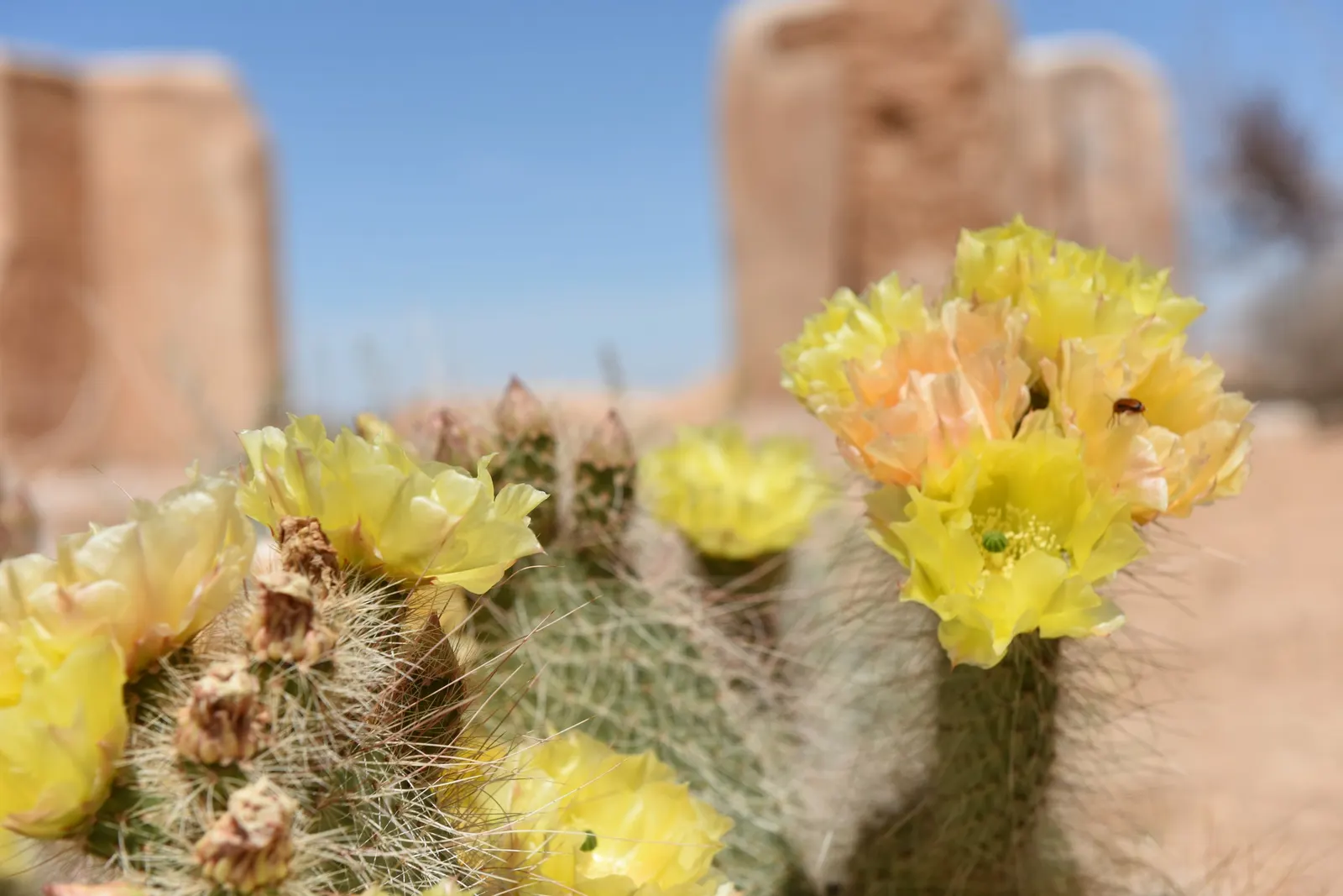 Old Man Prickly Pear (Opuntia Erinacea) — Characterized by its dense cover of white or yellow spines that resemble an old man's beard