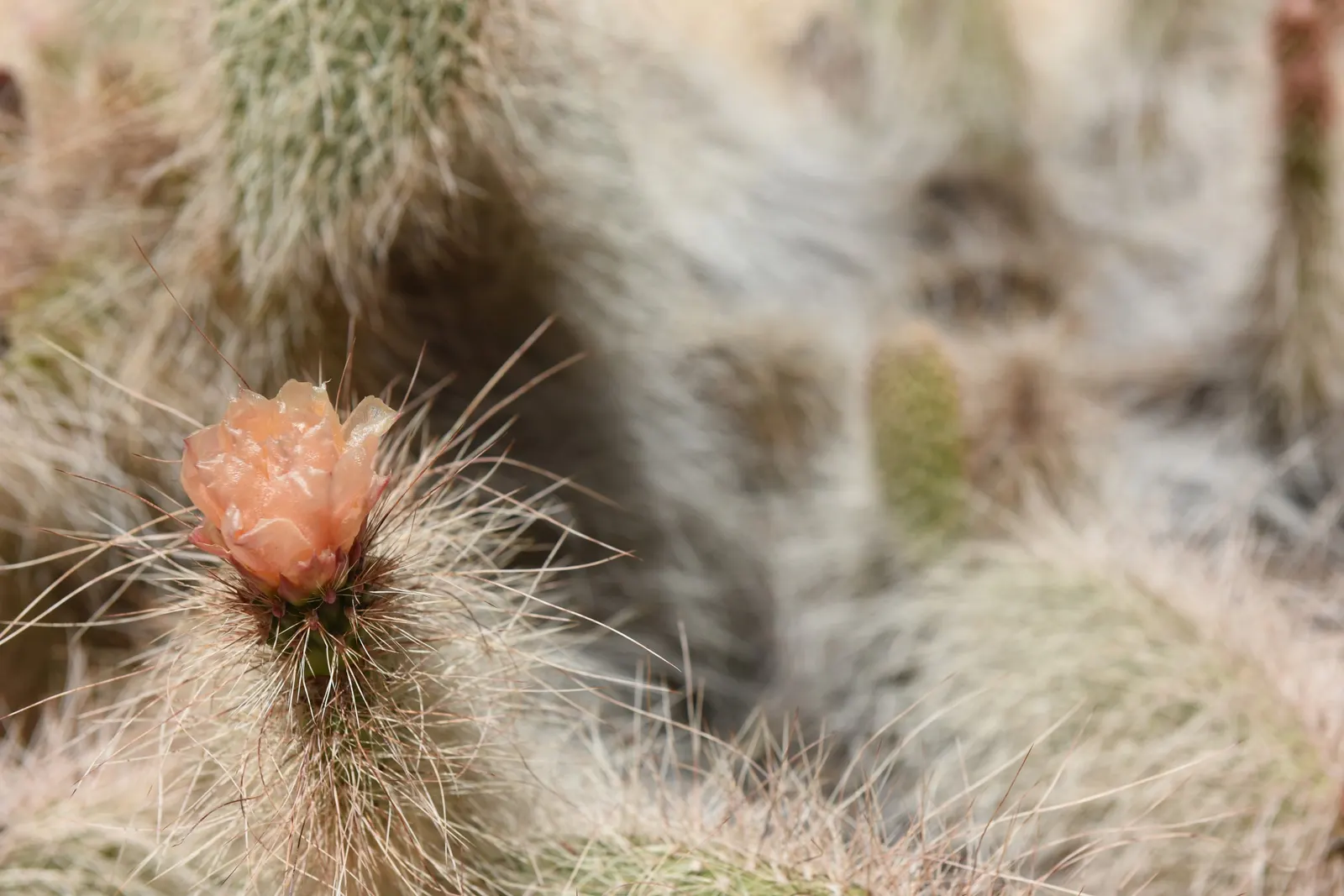 Old Man Prickly Pear (Opuntia Erinacea) — evoking the image of an elderly gentleman's beard; the Old Man Prickly Pear, or Opuntia erinacea, is a striking