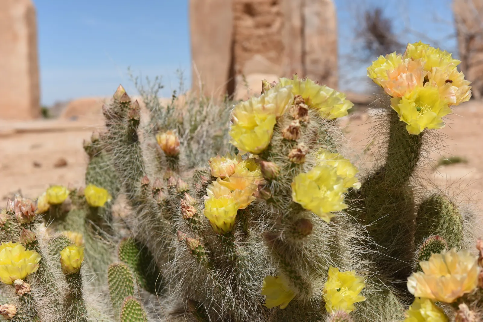 Old Man Prickly Pear (Opuntia Erinacea) — this plant typically reaches 2-3 feet in height; planting it in areas away from high foot traffic is advisable