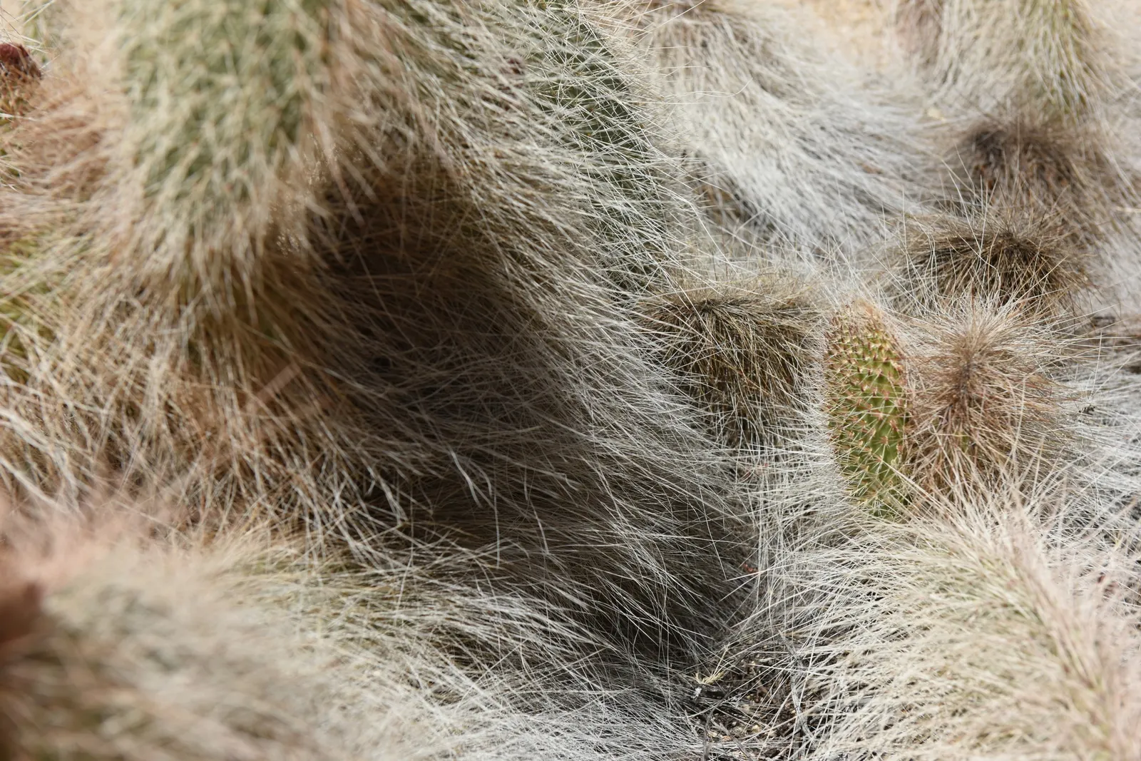Old Man Prickly Pear (Opuntia Erinacea) — Pads are succulent and typically range from 6 to 12 inches long