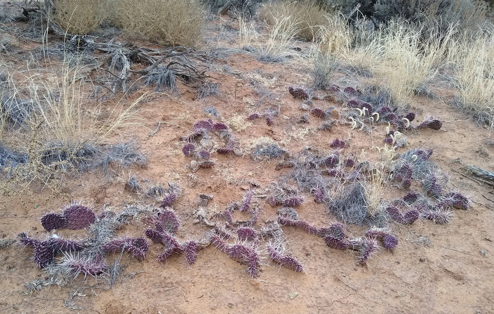 Old Man Prickly Pear (Opuntia Erinacea) — During the late spring to early summer; cactus with pink and yellow blooms